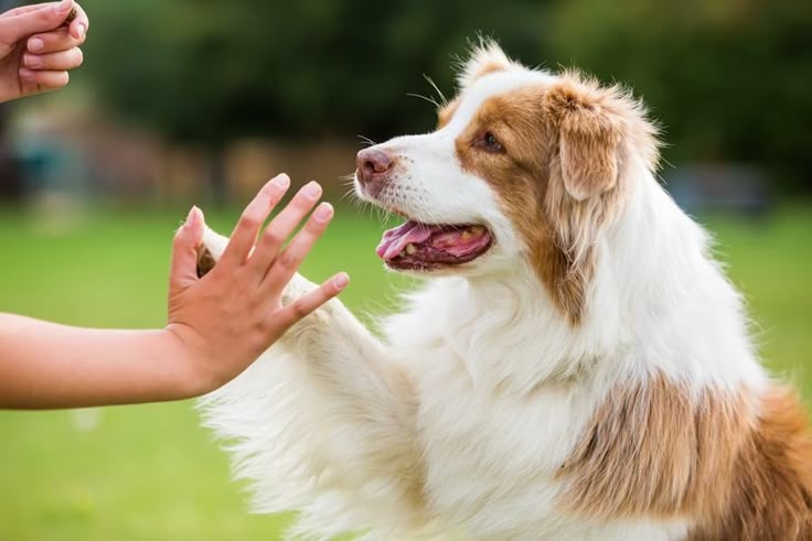 A Few Tricks You Might Want to Know When Training a Puppy