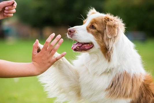 A Few Tricks You Might Want to Know When Training a Puppy