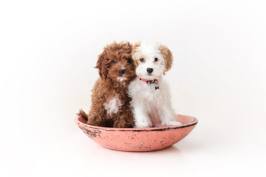How to Train Your Puppy: 7 Essential Commands Every Dog Should Know
