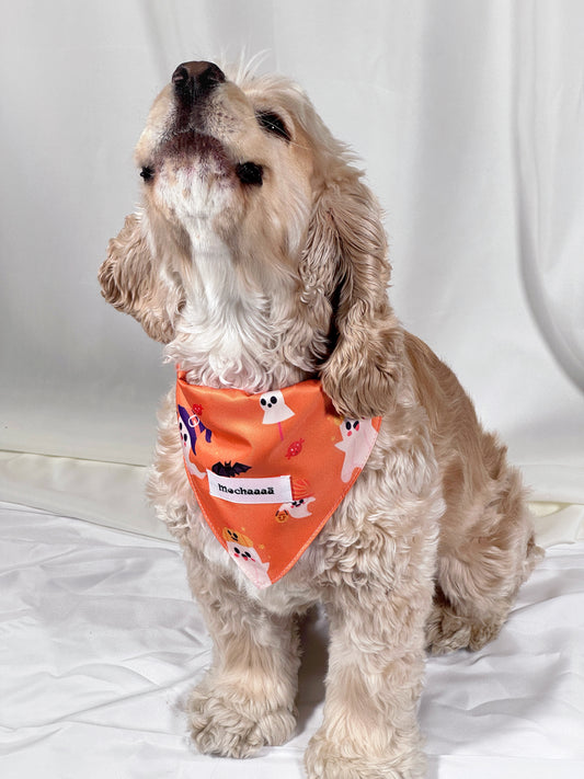 A light cream-colored Cocker Spaniel dog wearing an orange Halloween bandana with ghost and bat prints, sitting on a white fabric backdrop.