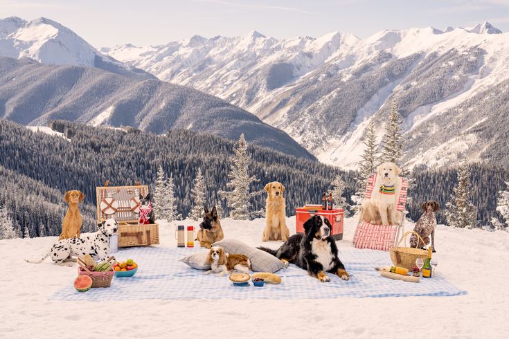 How to Help Your Dog Thrive in the Winter Wonderland ❄️🐾 - Mochaaaa