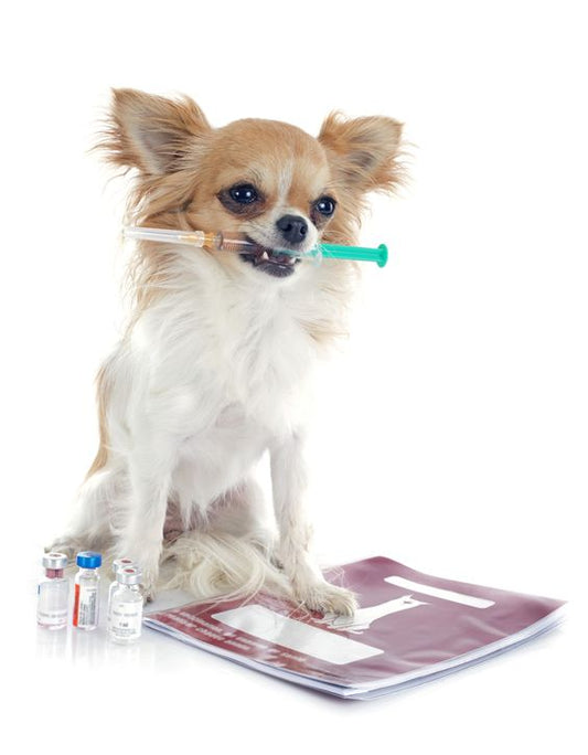 4 Core Vaccines You Need To Know For Your Furry Friends - Mochaaaa