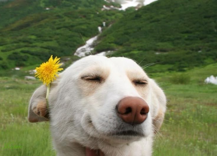 10 Common Dog Ownership Myths and Misconceptions You Should Avoid - Mochaaaa