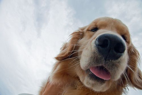 A Beginner's Guide to Raising a Dog: What You Need to Know - Mochaaaa