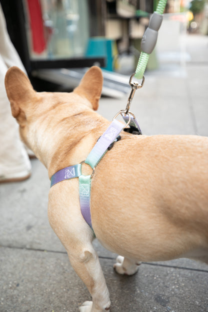 Gradient Color Dog Leads Walk Kit Leash and Harness