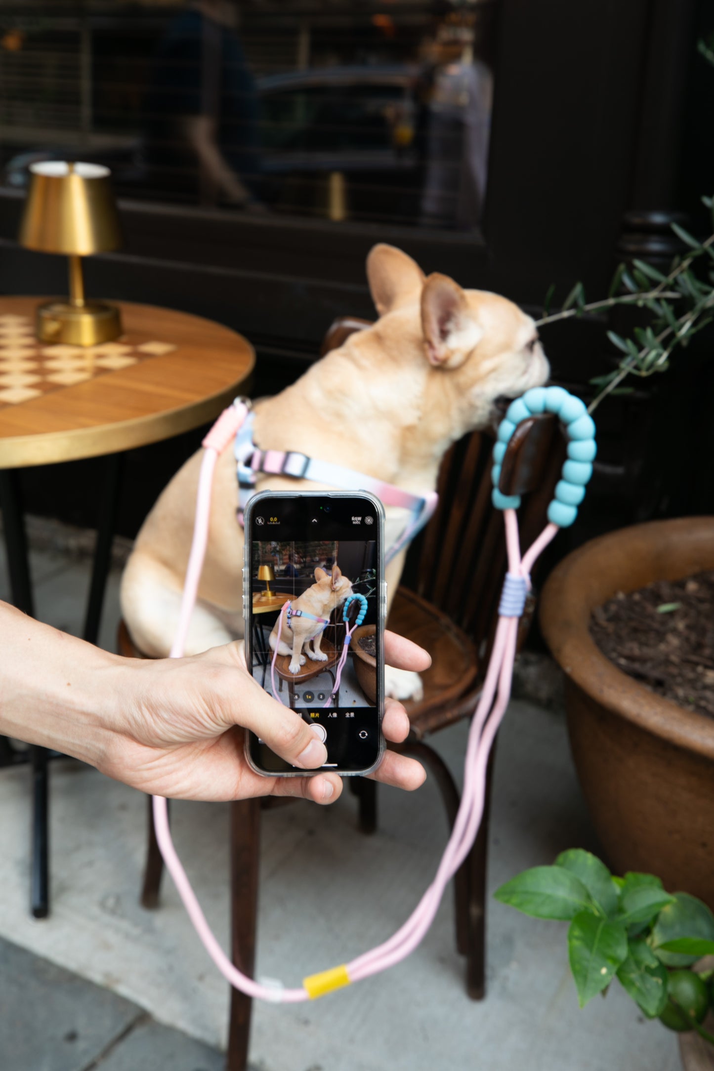 Dopamine Color Dog Leash  - Hands Free