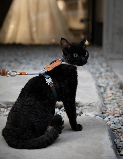 Black cat on a leash sitting on a concrete surface with a blurred background