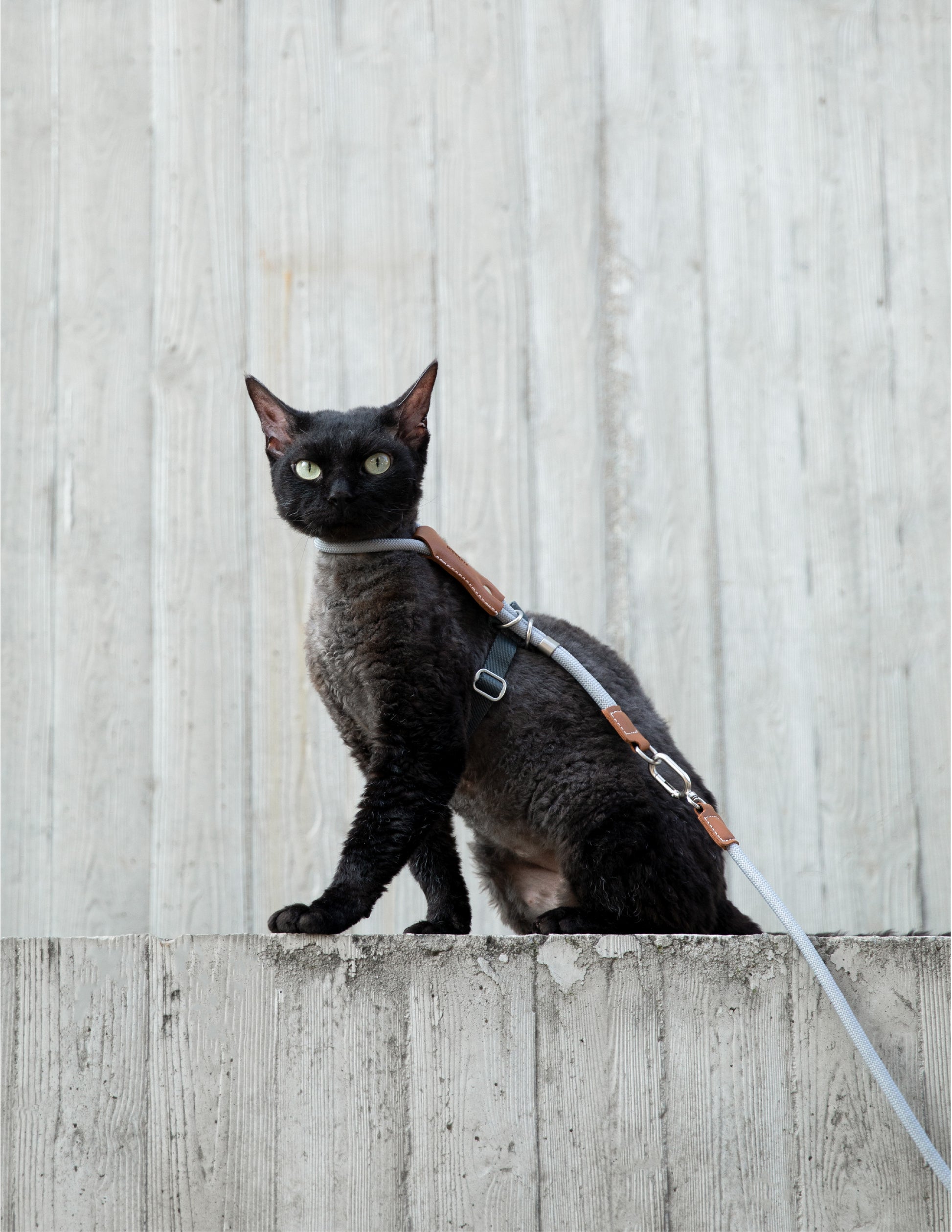 Cat wearing a harness and leash sitting on a concrete ledge with a light gray wall background