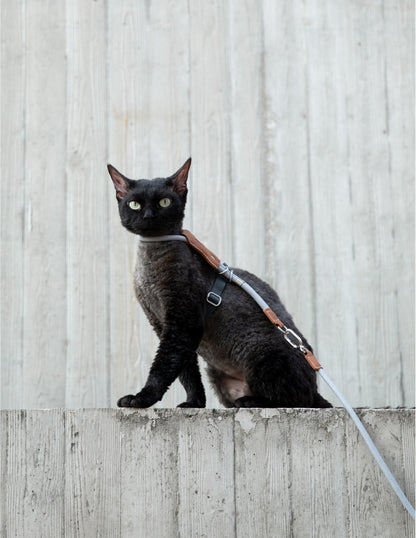Cat wearing a harness and leash sitting on a concrete ledge with a light gray wall background