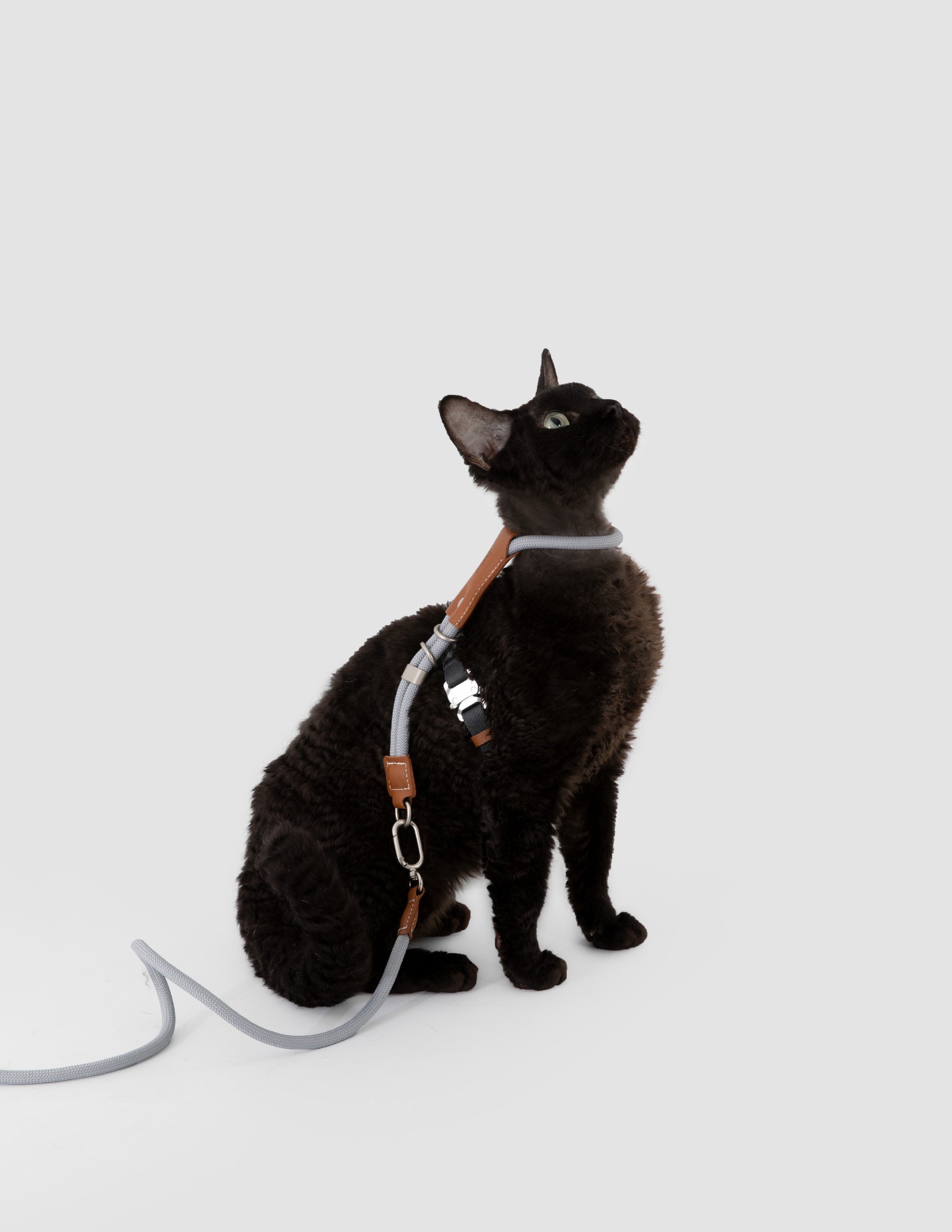 Cat wearing a harness and leash on a light gray background
