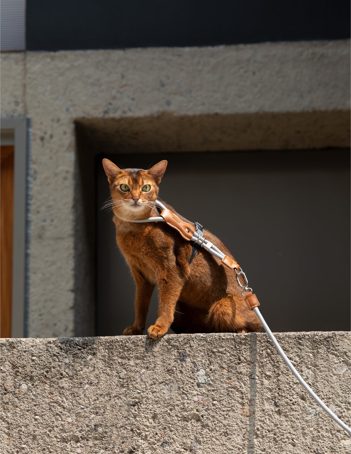 Cat on a leash sitting on a concrete ledge with a building in the background