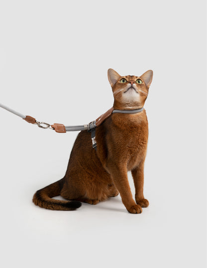 Cat wearing a harness and leash on a white background