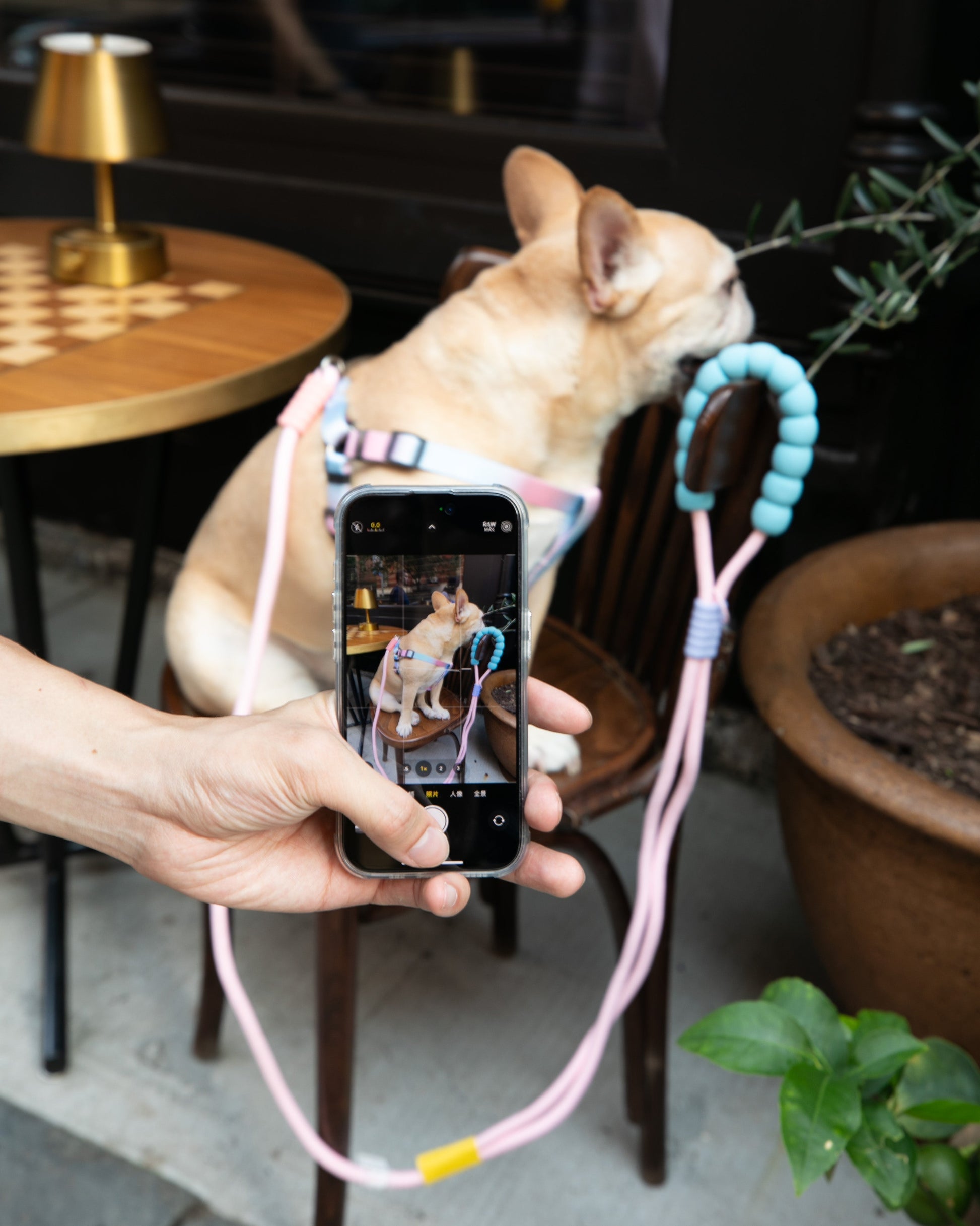 French Bulldog wearing pastel harness with pink rope leash and blue padded handle, sitting on a café chair outdoors – stylish pet walking gear for small dogs