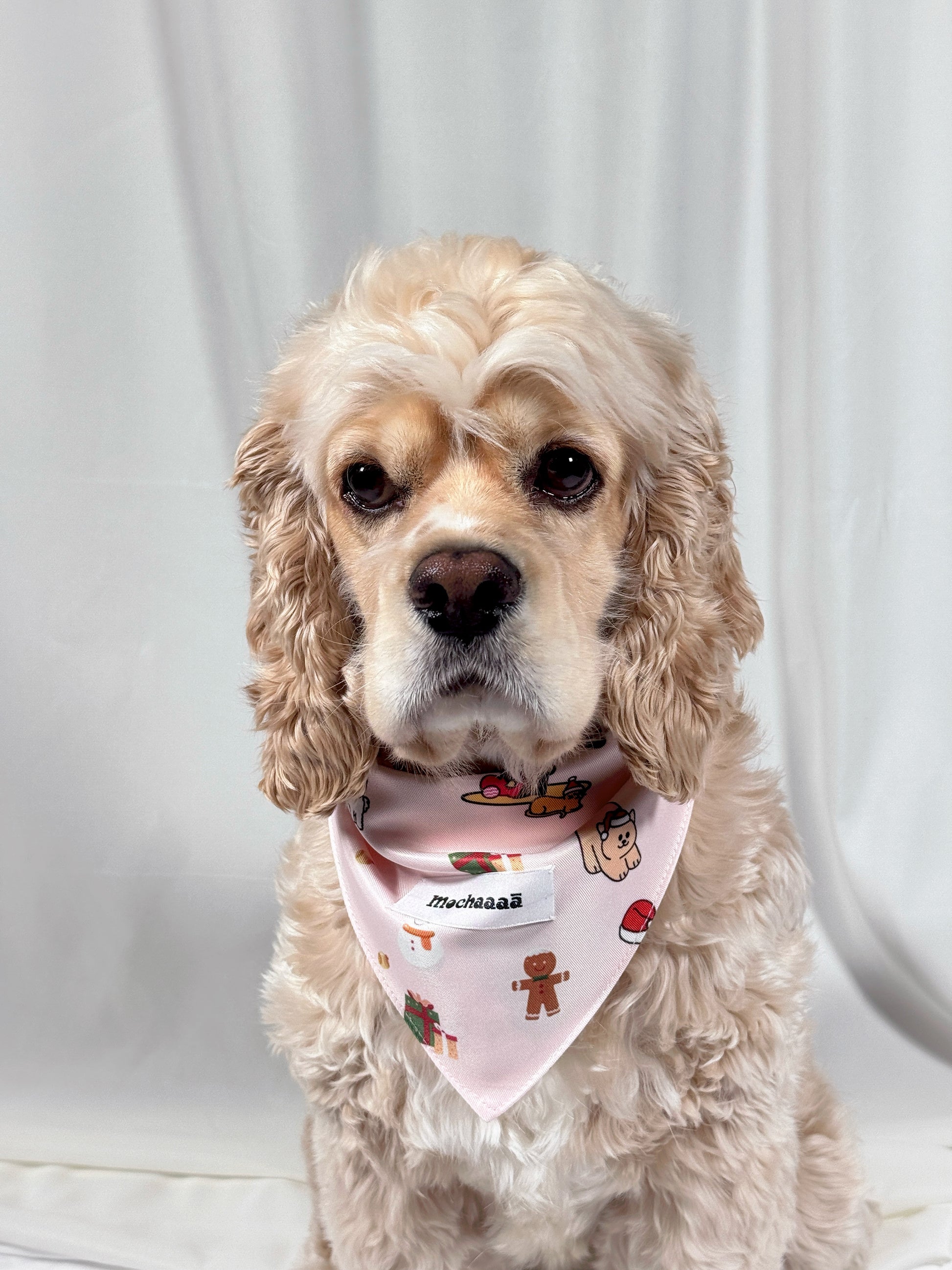 A cream-colored Cocker Spaniel dog wearing a light pink bandana with a gingerbread man and Christmas tree pattern, set against a white draped fabric background.