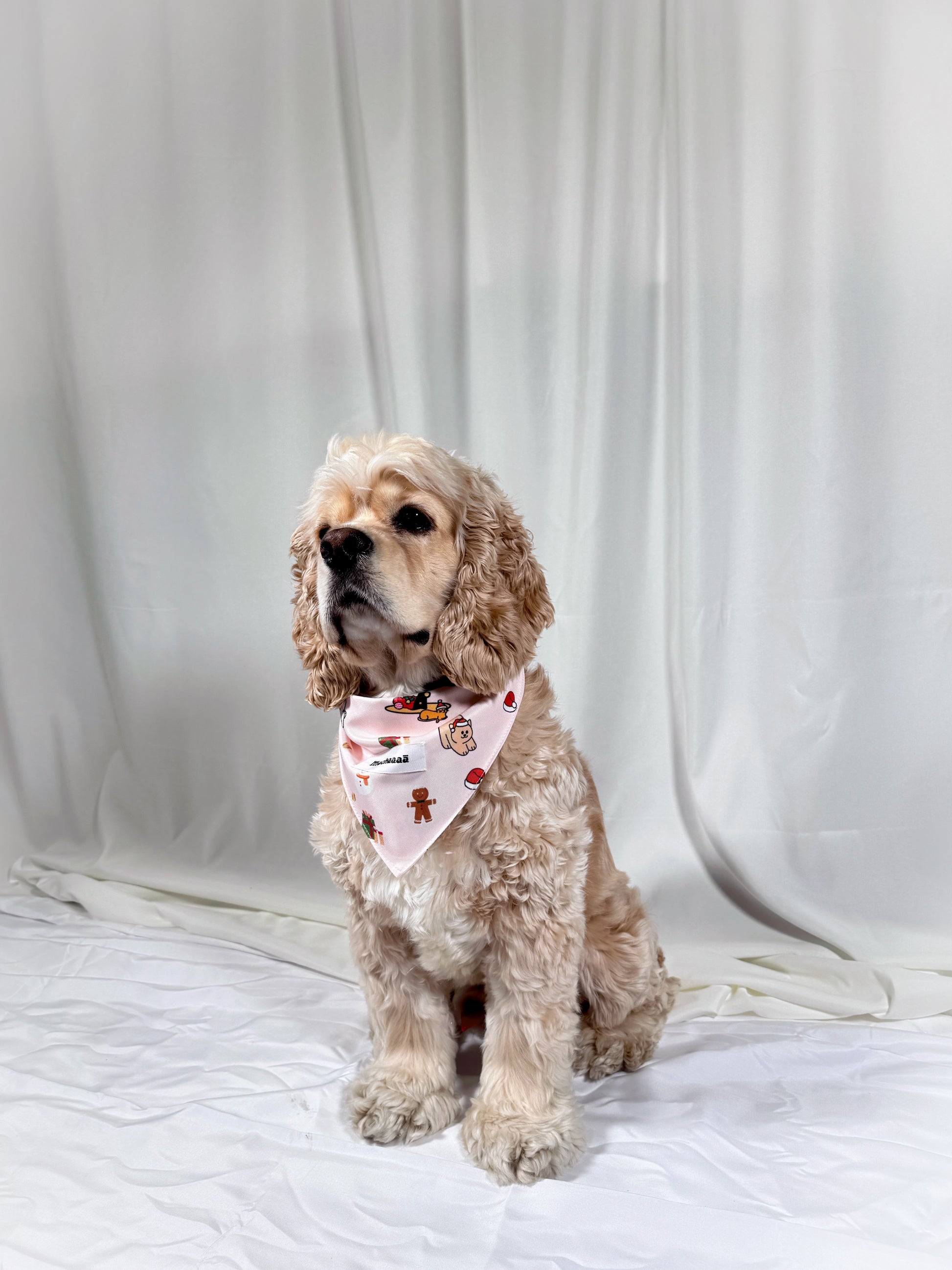 A small cream-colored dog with curly fur sits on a white fabric backdrop, wearing a light pink bandana with a gingerbread man pattern.