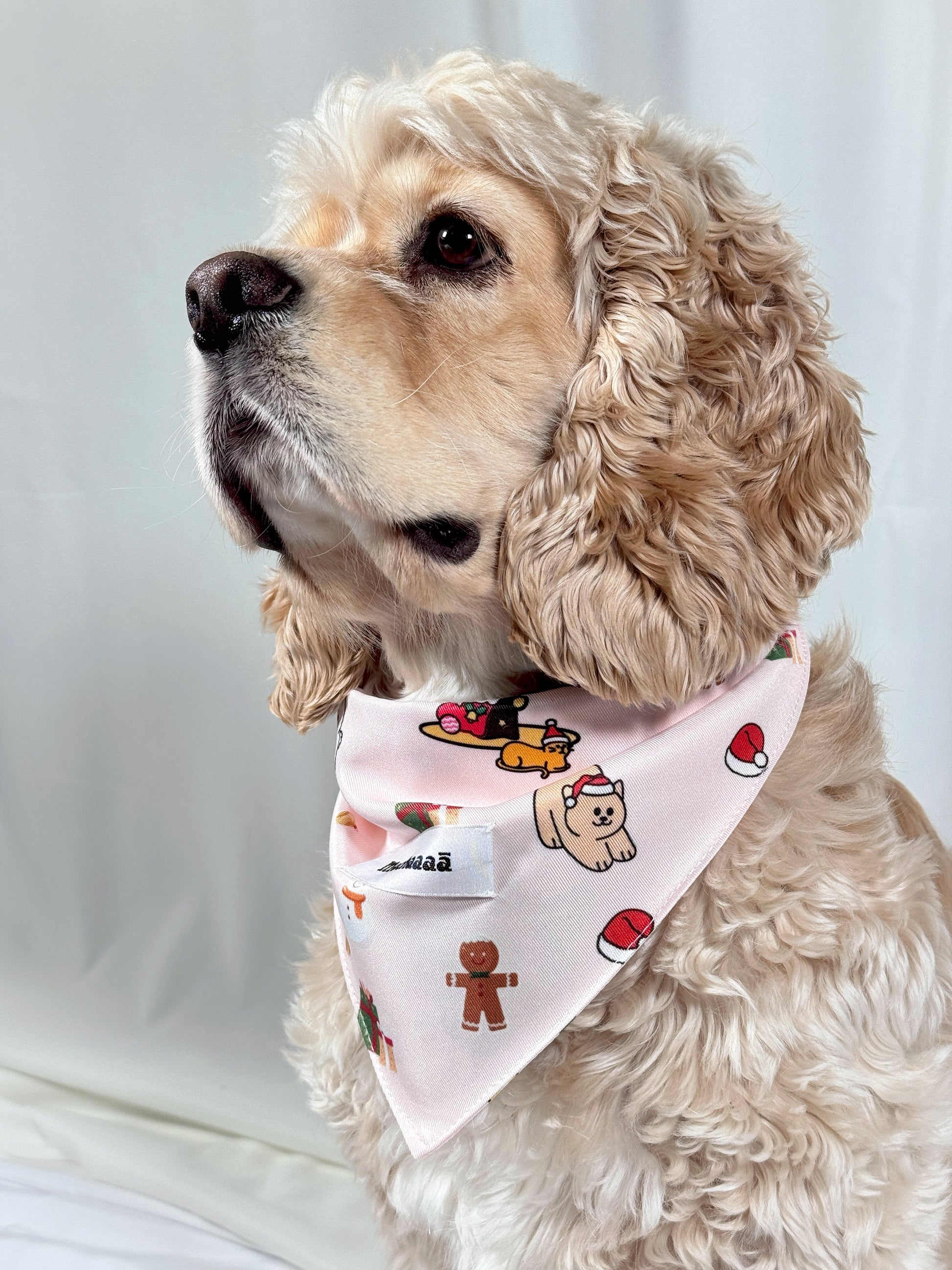A cream-colored Cocker Spaniel dog wearing a light pink bandana with a holiday print of Santa Claus, gingerbread men, and cookies, set against a plain white background.