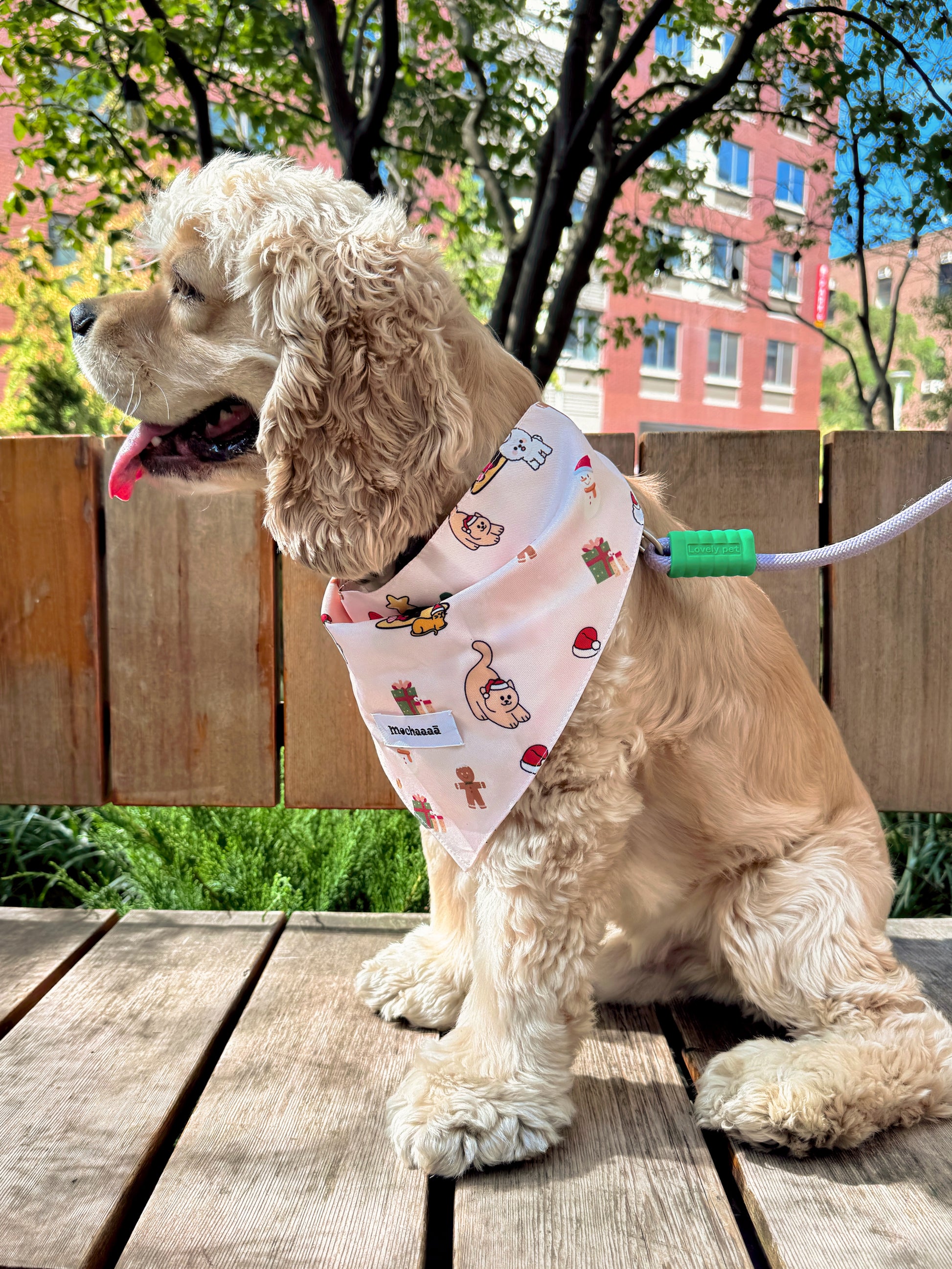 A light brown Cocker Spaniel dog sitting on a wooden deck outdoors, wearing a pink bandana with a cartoon monkey print and a green leash attached.