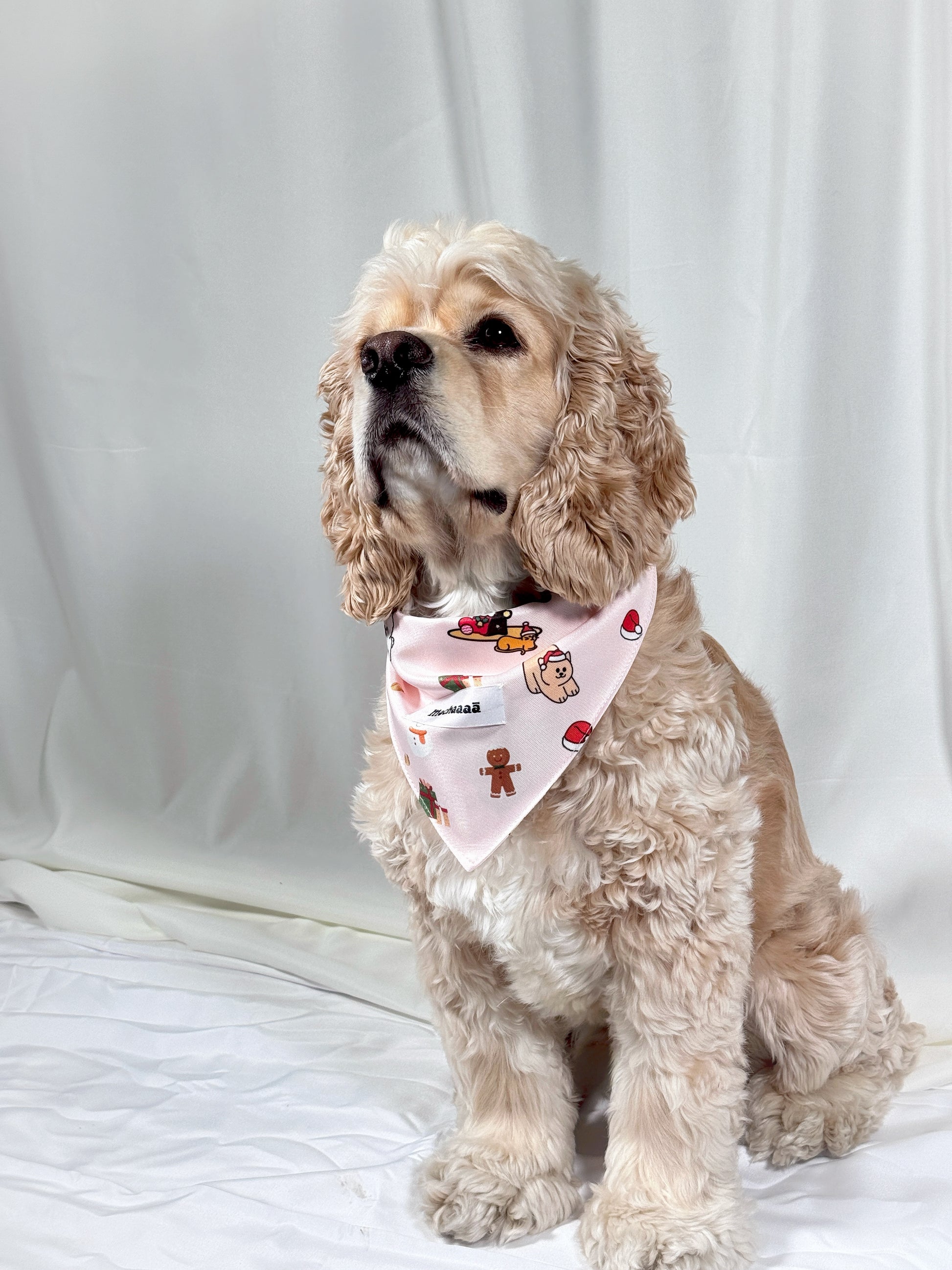 A light cream-colored Cocker Spaniel dog wearing a pink bandana with a gingerbread-themed print, sitting against a white fabric backdrop.