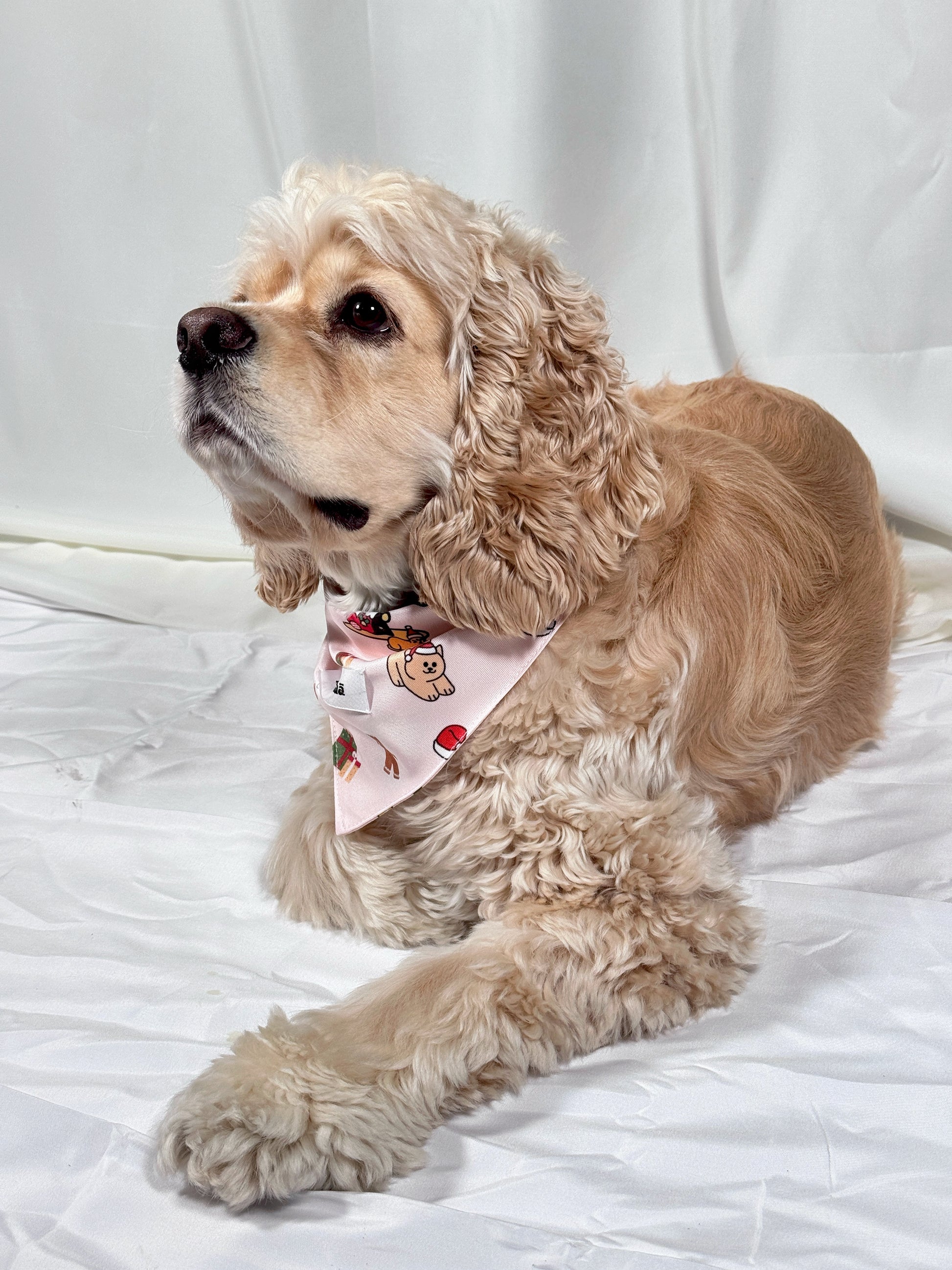 A cocker spaniel dog lying on a white sheet, wearing a light pink bandana with a cartoon bear and strawberry print.