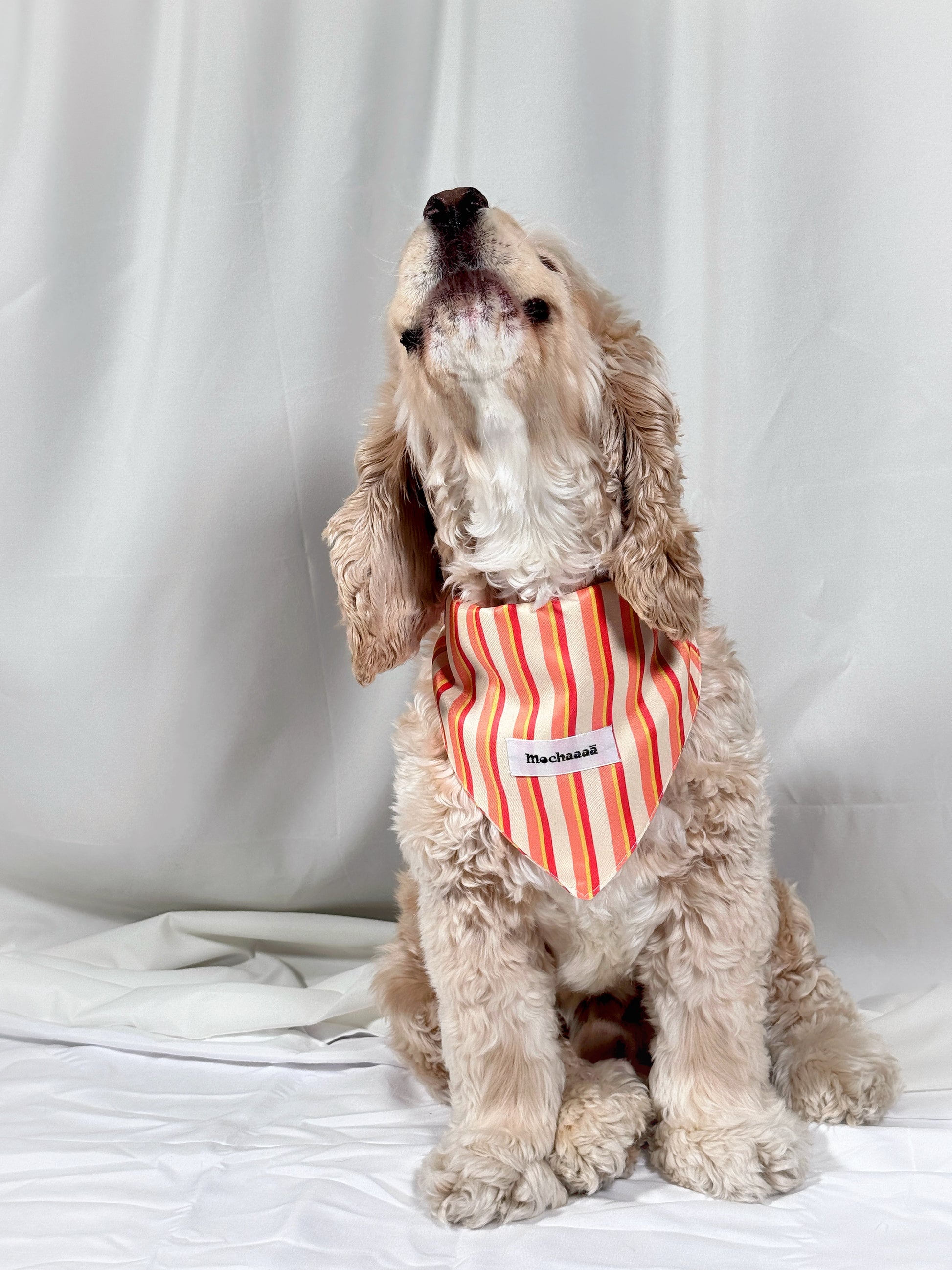 A light cream-colored Cocker Spaniel dog wearing a red and orange striped bandana with a white name label that reads 'Mochaaaā', sitting against a white fabric backdrop.