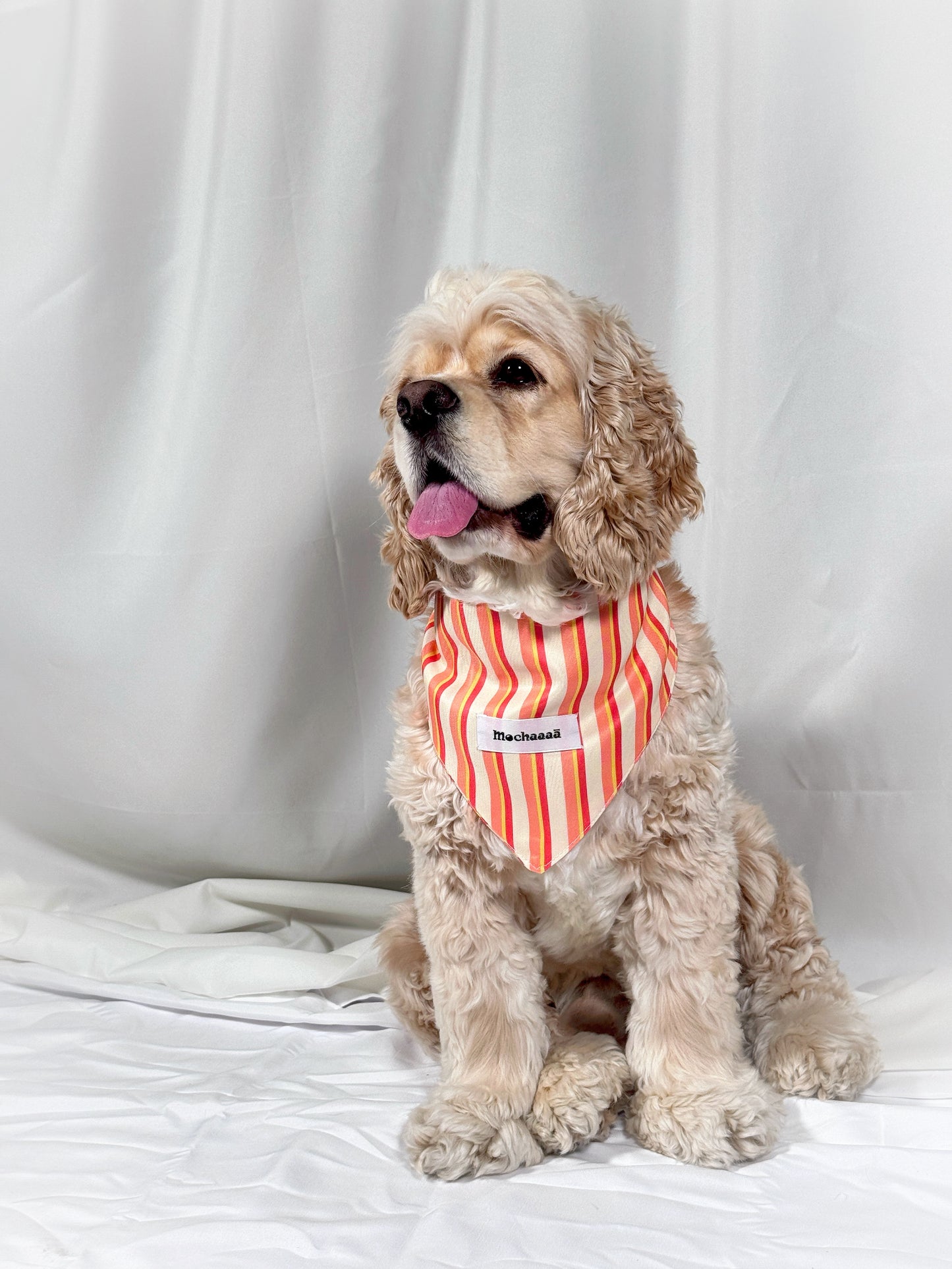 A light brown Cocker Spaniel dog wearing a red and white vertically striped bandana with a white name tag that reads 'Mochaaaā', sitting against a white fabric backdrop.