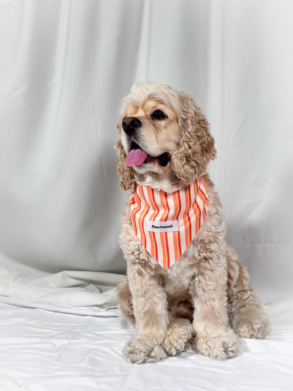 A light brown Cocker Spaniel dog wearing a red and white vertically striped bandana with a white name tag that reads 'Mochaaaā', sitting against a white fabric backdrop.