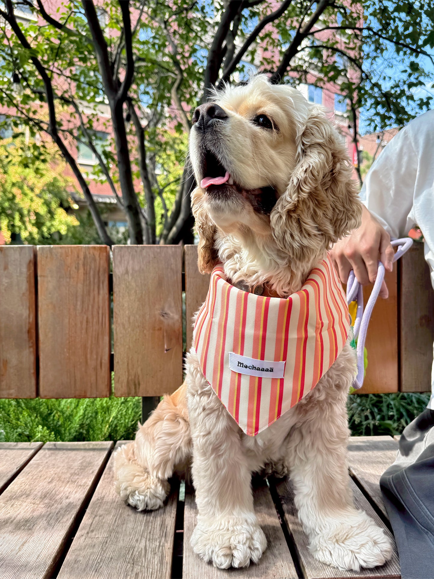 A golden retriever dog wearing a red and white striped bandana sits on a wooden bench in an outdoor park setting. A person is holding the dog's leash on the right side of the frame.