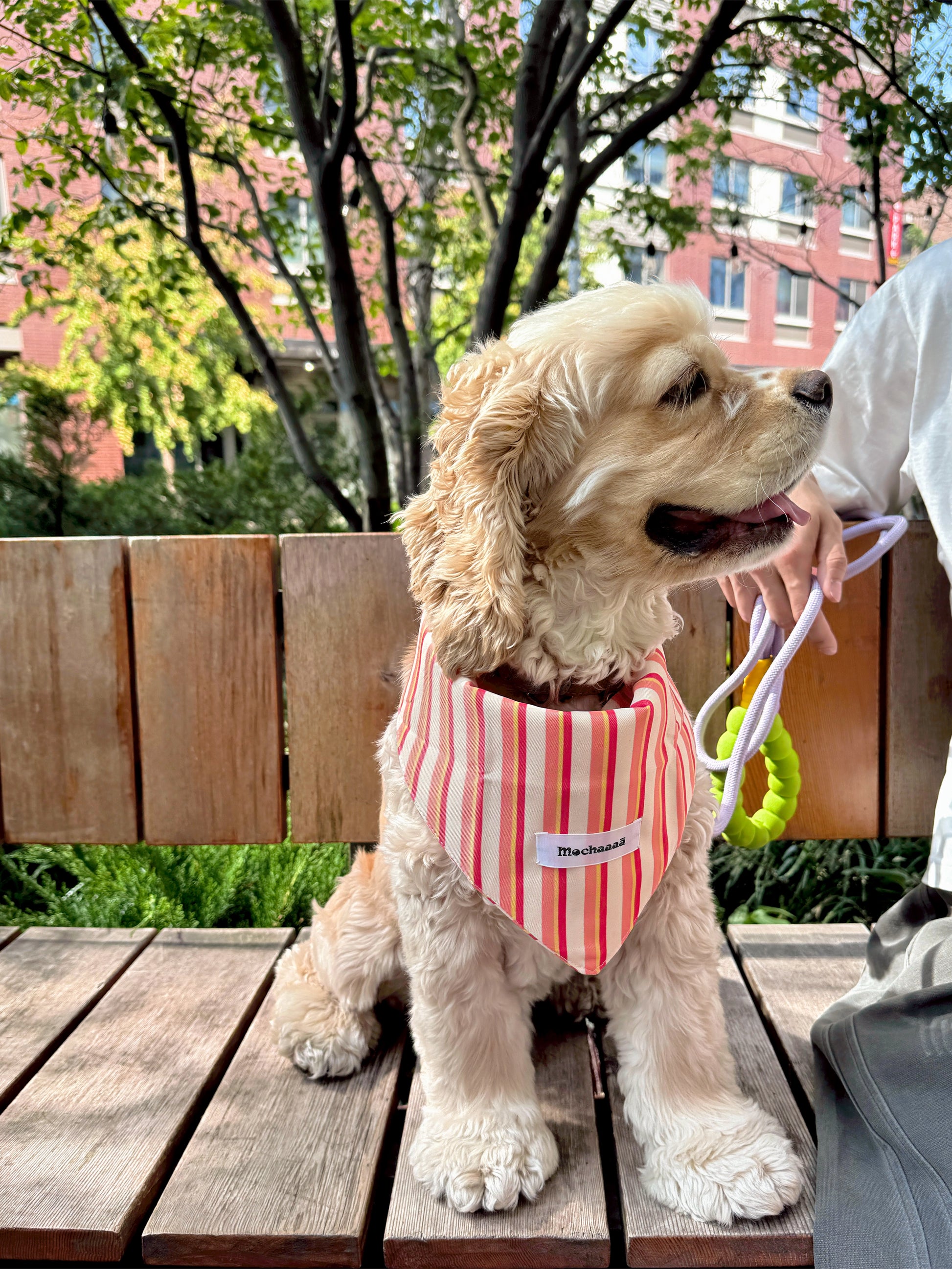 A cocker spaniel dog sits on a wooden bench outdoors, wearing a red and white vertically striped bandana with a small white label that reads 'Mochaaaā'. A person is holding a purple leash next to the dog, with trees and a brick building in the background.