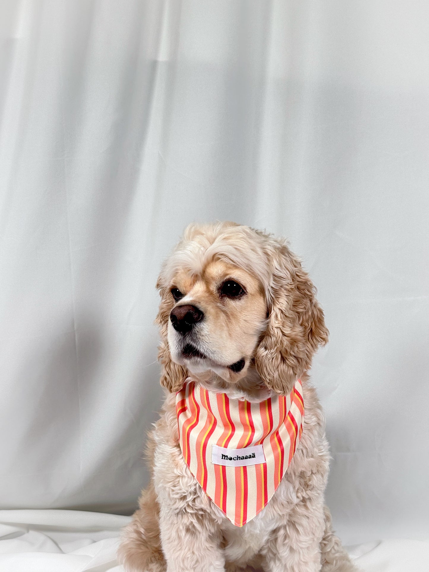 A small cream-colored dog wearing a red and orange striped bandana with a white brand label that reads 'Mochaaaā'. The dog is sitting against a draped white fabric background.