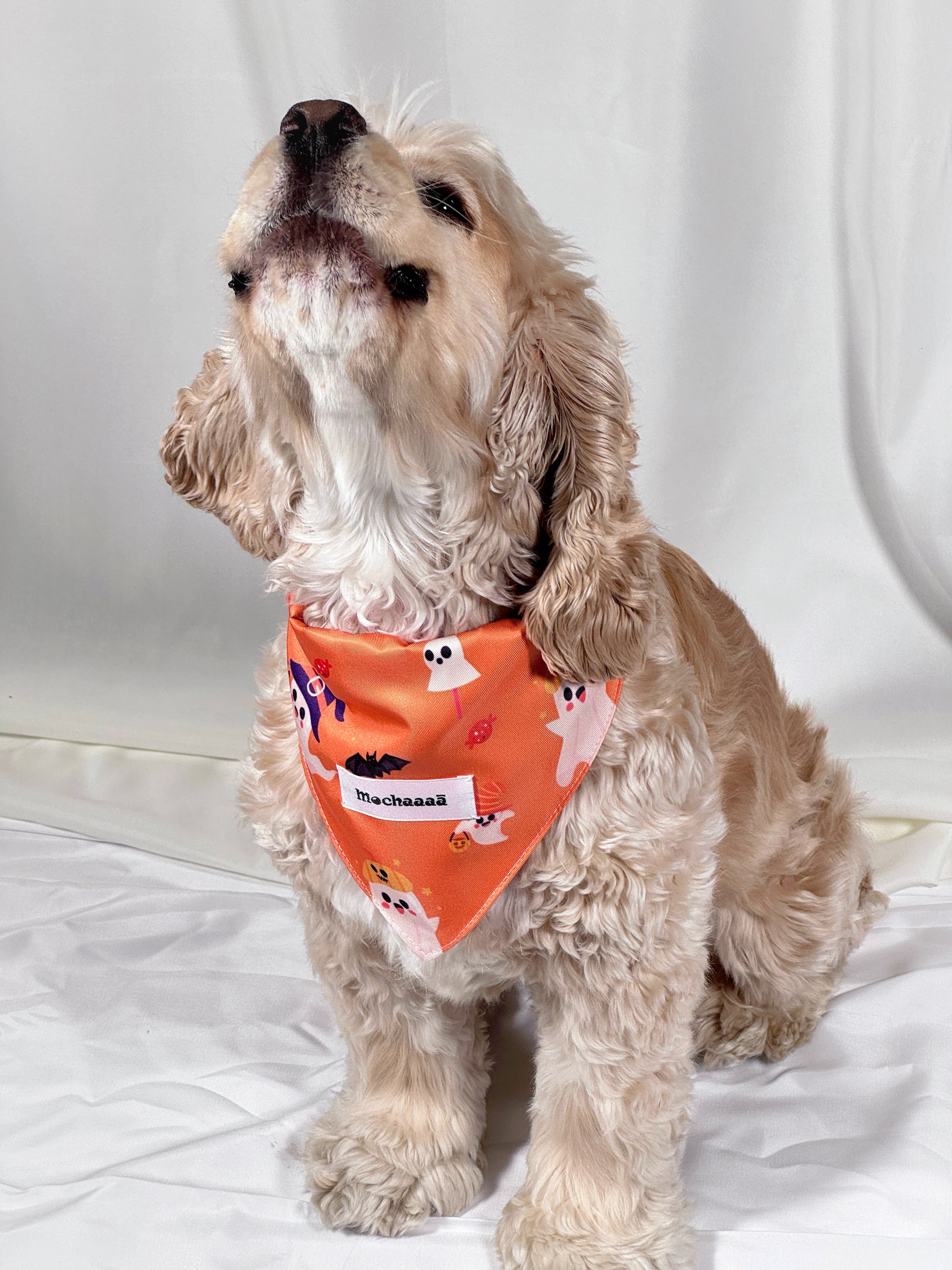 A light cream-colored Cocker Spaniel dog wearing an orange Halloween bandana with ghost and bat prints, sitting on a white fabric backdrop.
