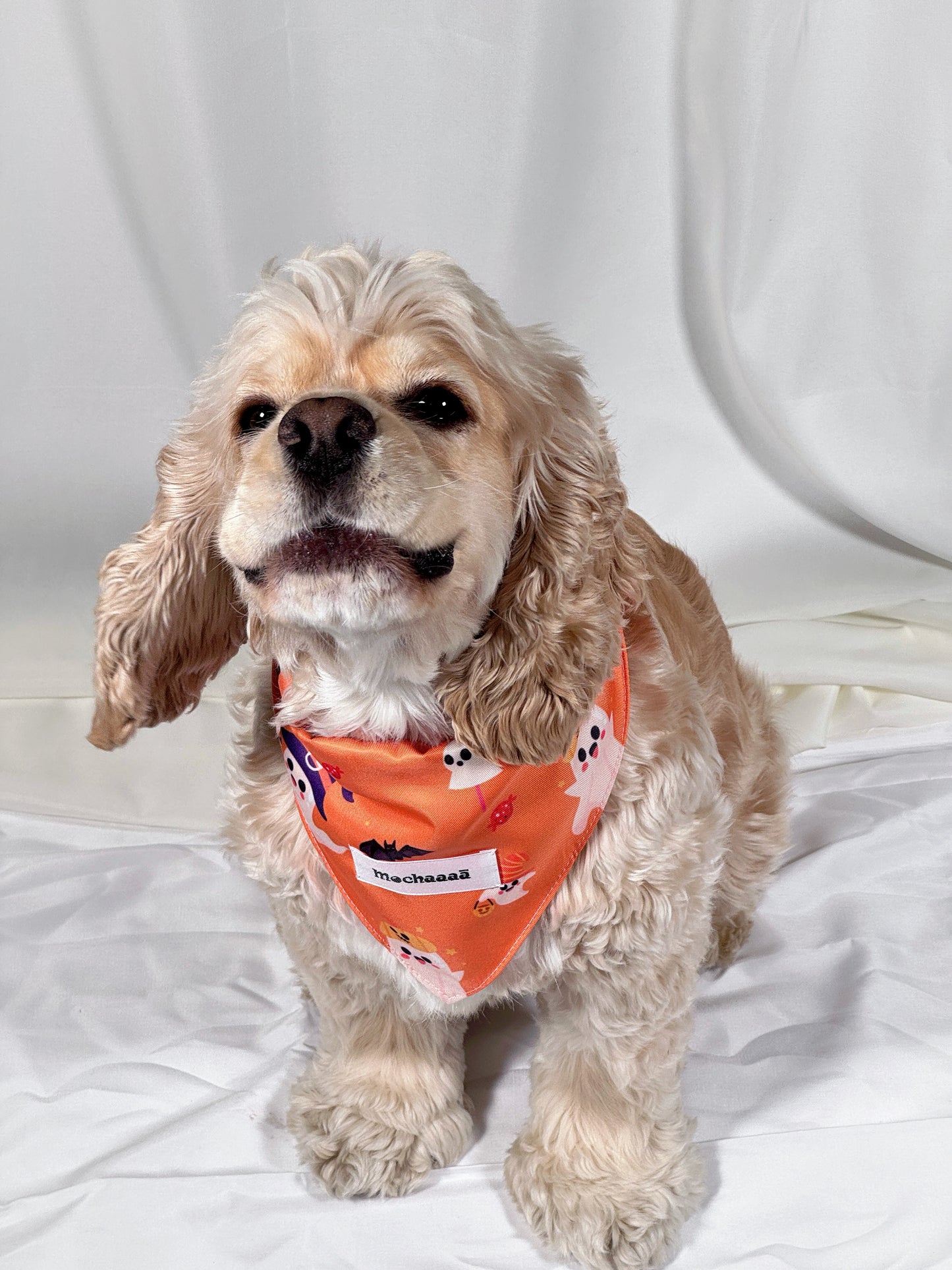 A small cream-colored dog wearing an orange bandana with a ghost pattern, sitting on a white fabric backdrop.