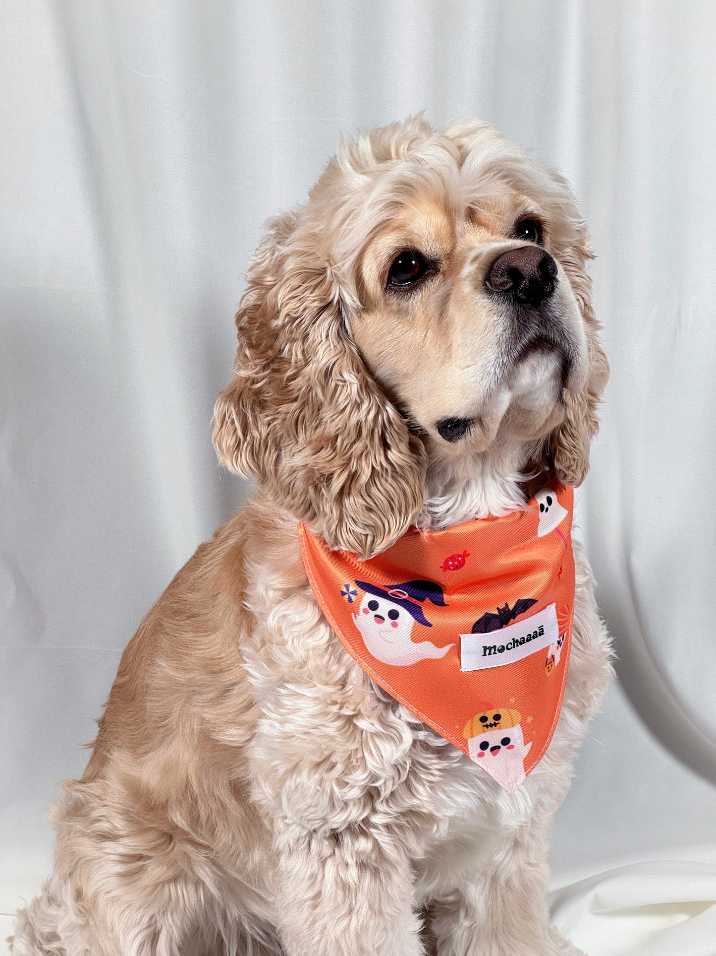 A light brown Cocker Spaniel dog wearing an orange Halloween-themed bandana with cartoon ghosts, bats, and a name label that reads 'Mochaaaā'.