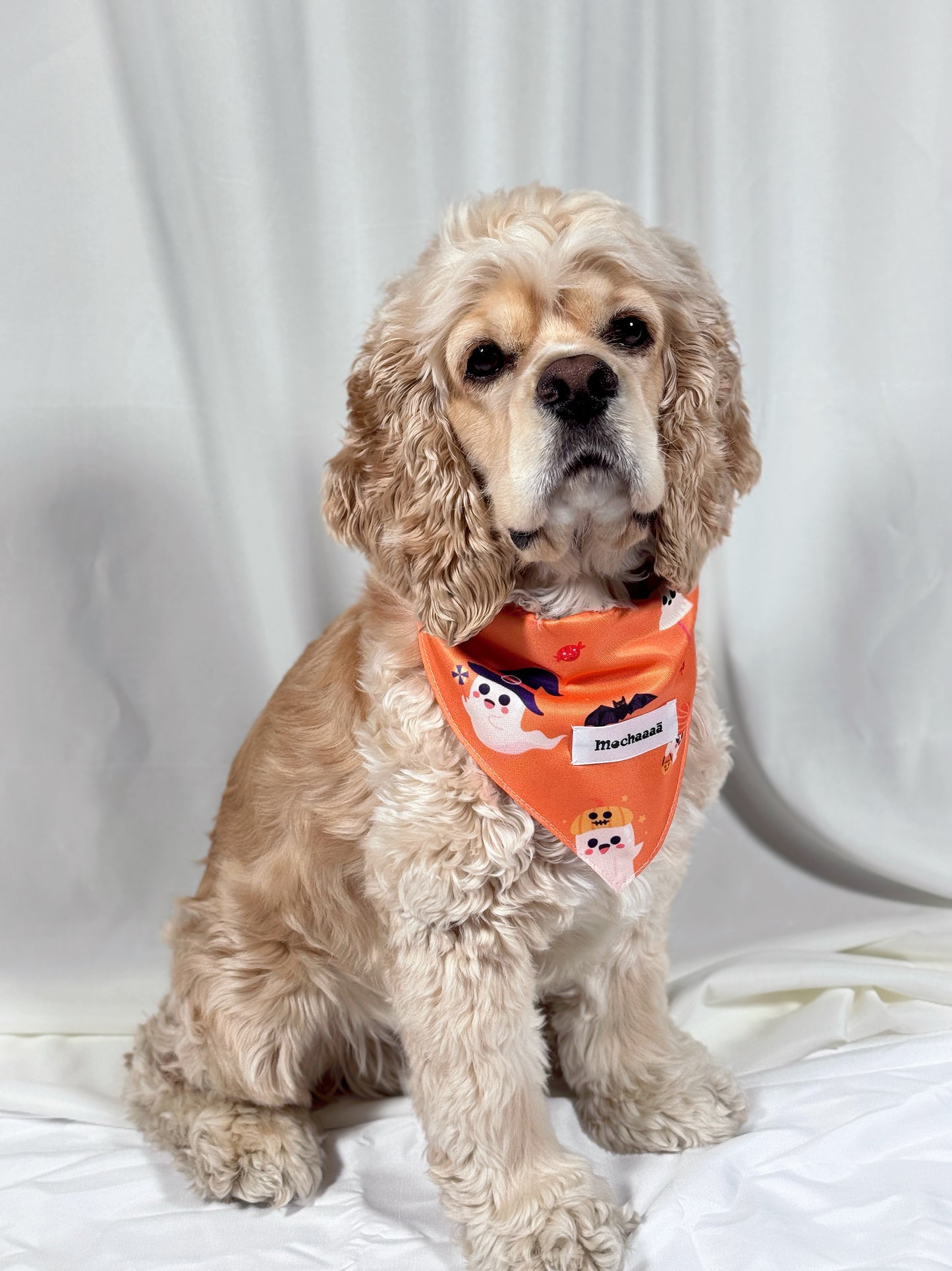 A light brown Cocker Spaniel dog wearing an orange Halloween bandana with cartoon ghosts, bats, and a pumpkin, sitting against a draped white fabric background.