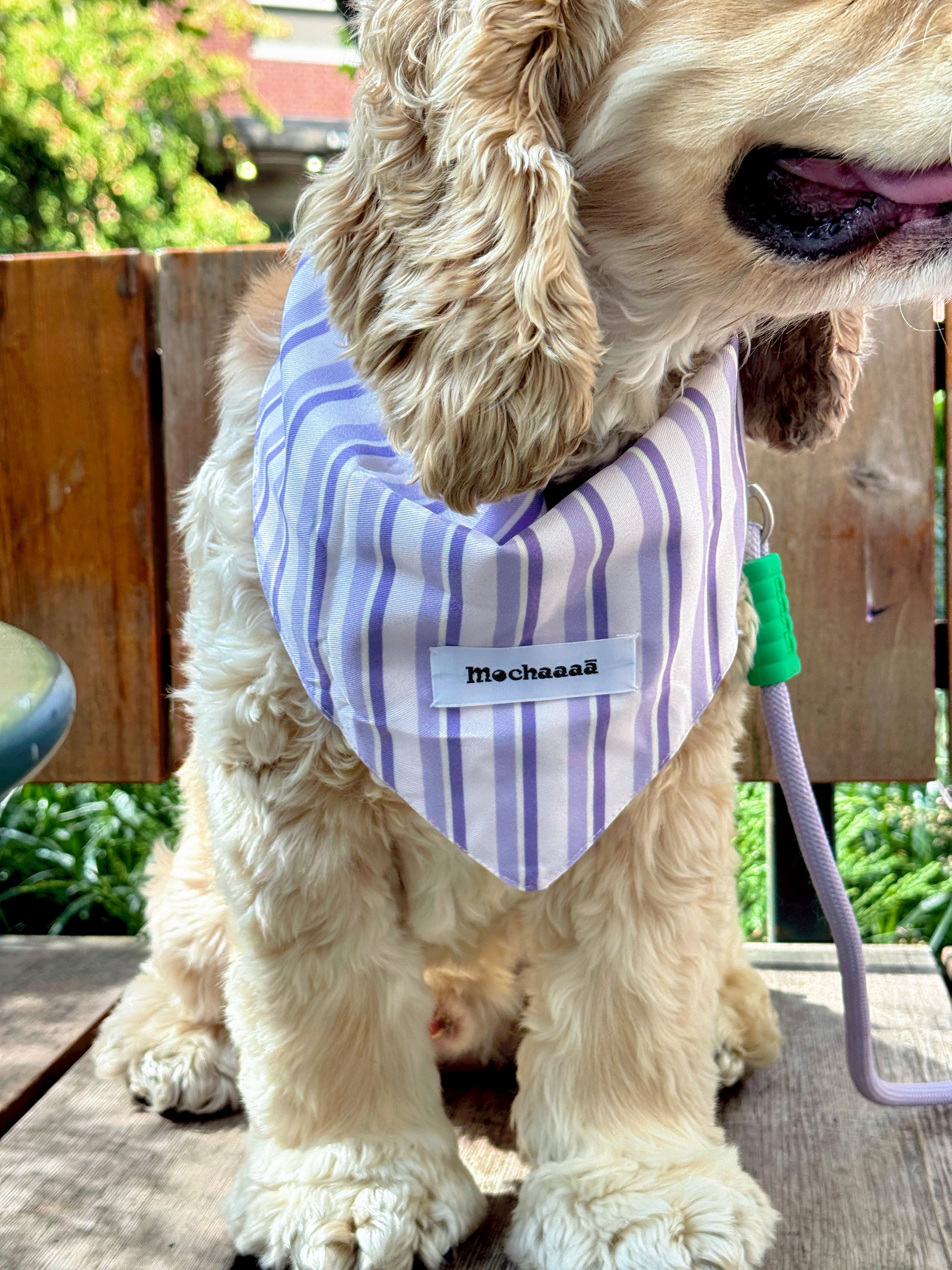 A cream-colored Cocker Spaniel dog wearing a light purple and white striped bandana with the name 'Machaaaā' printed on it, sitting on a wooden deck outdoors.