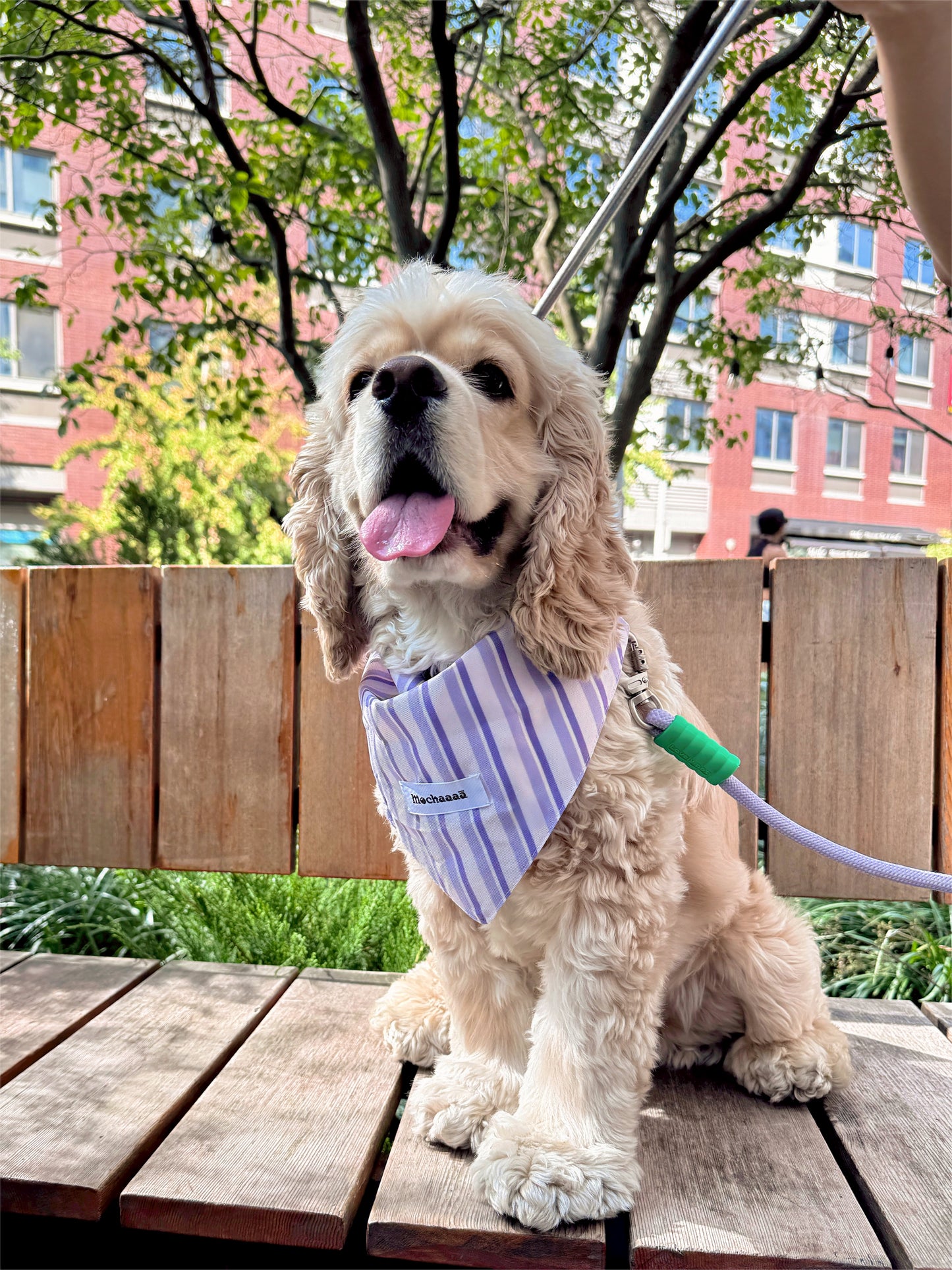 A cream-colored Cocker Spaniel dog sitting on a wooden table outdoors, wearing a light purple and white striped bandana with a small white brand tag that reads 'Mochaaaā'.