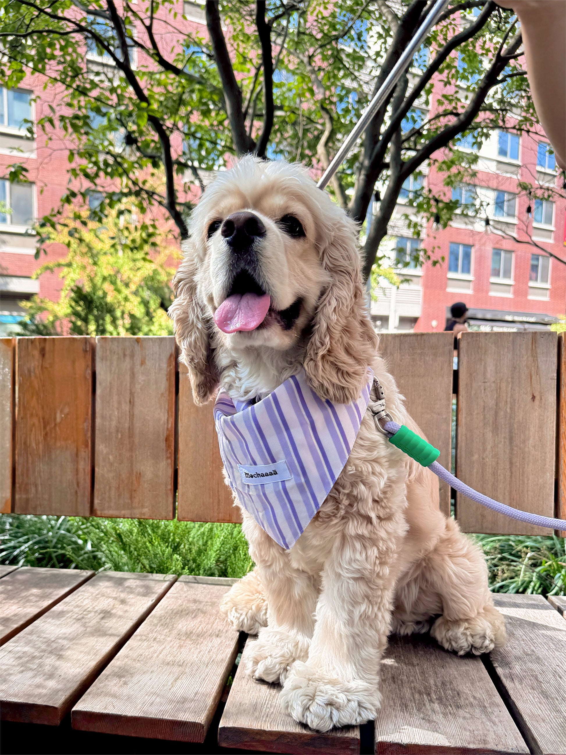 A cream-colored Cocker Spaniel dog sitting on a wooden table outdoors, wearing a light purple and white striped bandana with a small white brand tag that reads 'Mochaaaā'.