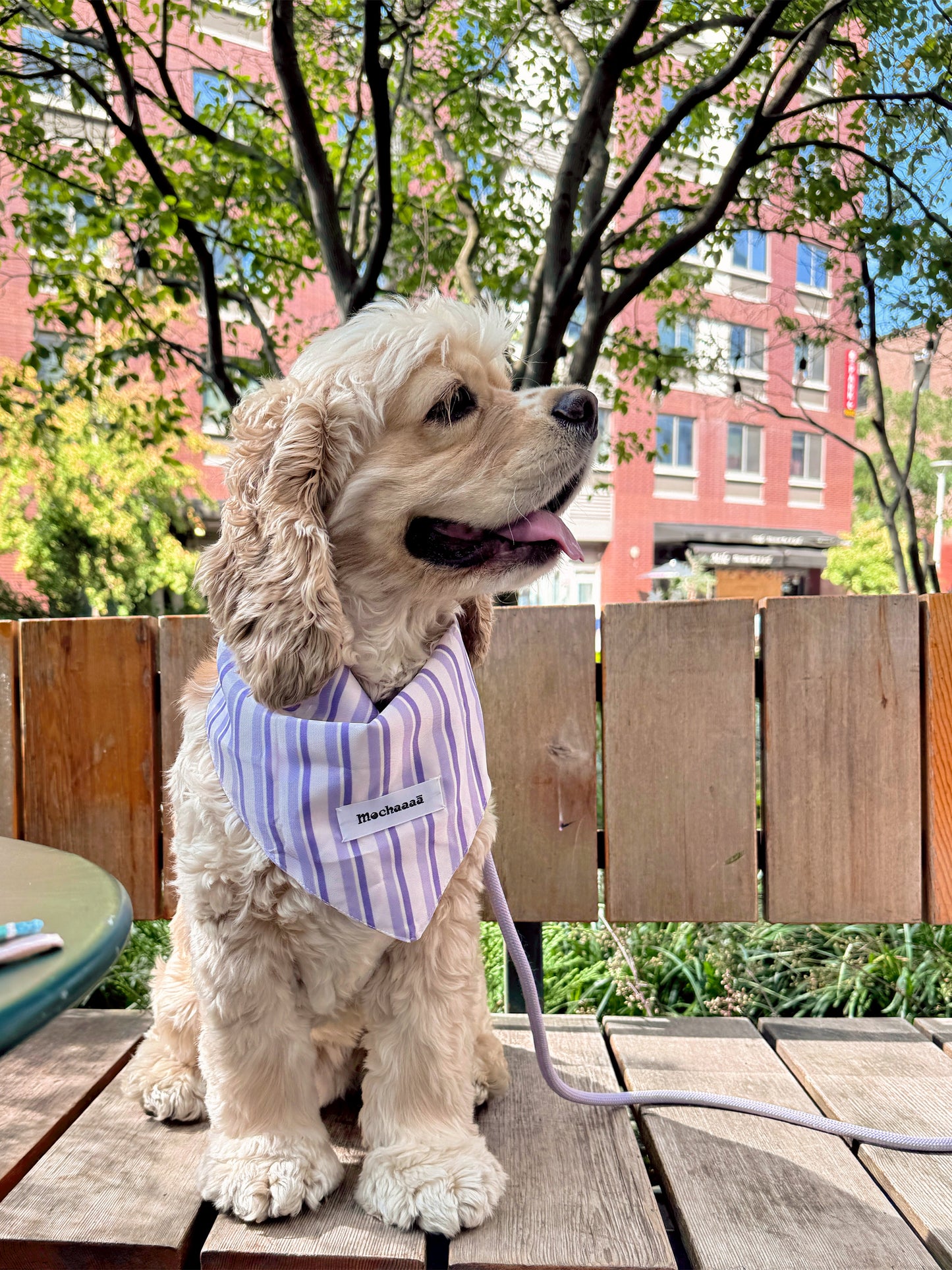 A fluffy cream-colored dog sits on a wooden table outdoors, wearing a lavender and white striped bandana with a small white brand tag that reads 'Mochaaaā'. The background features a wooden fence, green trees, and a brick building.