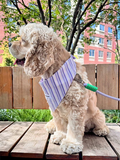 A cream-colored Cocker Spaniel dog wearing a lavender and white striped dog bandana with a green leash attachment, sitting on a wooden deck outdoors.