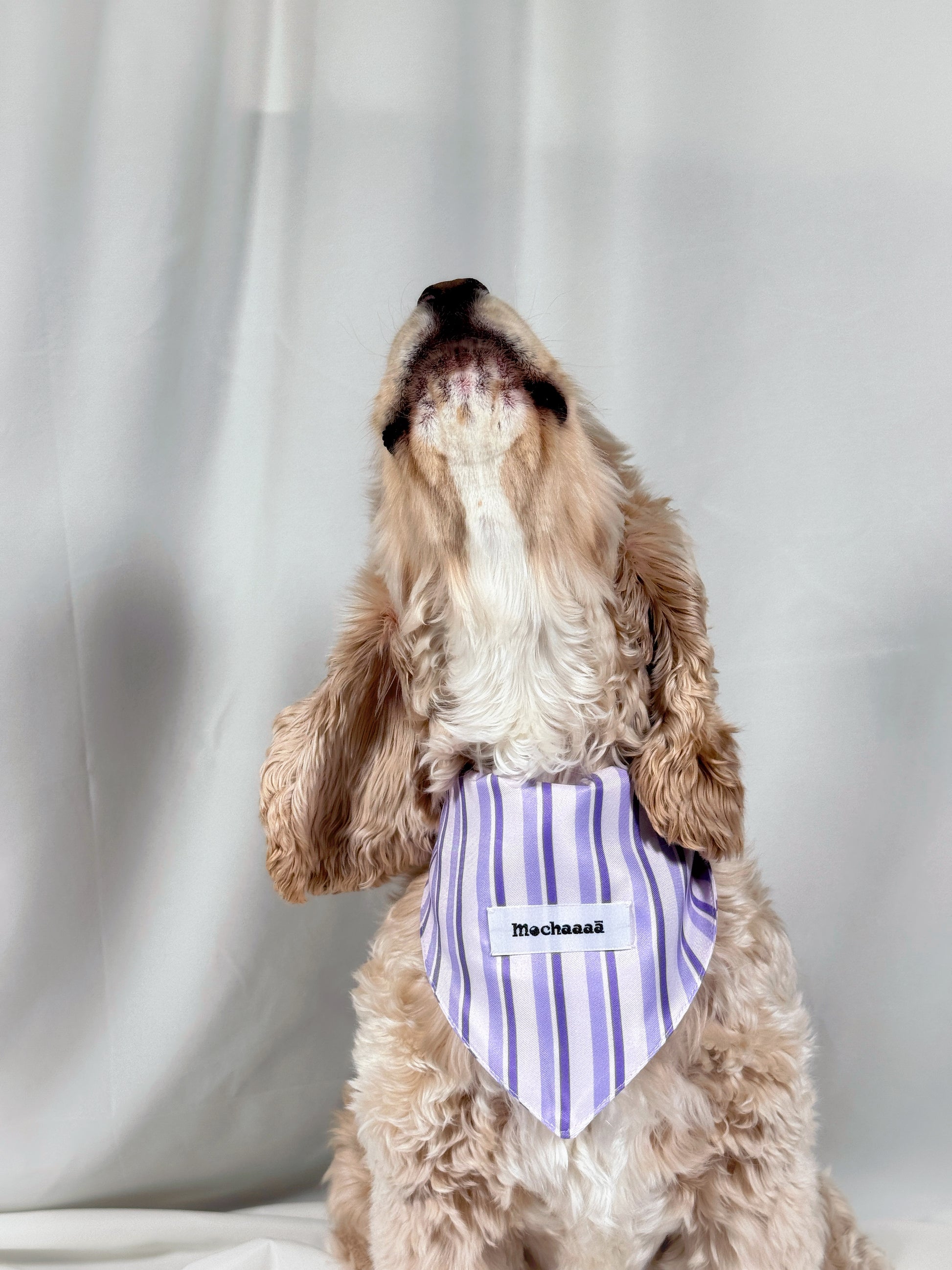 A fluffy light brown dog wearing a purple and white striped bandana with the name 'Mochaaaā' printed on it, set against a draped white fabric background.