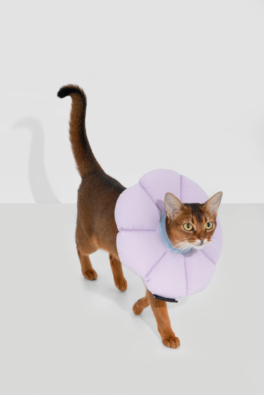 Soft Flower Adjustable Pet Recovery Collar – Waterproof Anti-Lick Cone for Cats & Small Dogs