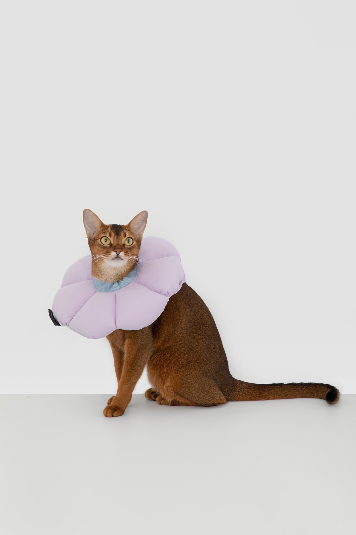 Soft Flower Adjustable Pet Recovery Collar – Waterproof Anti-Lick Cone for Cats & Small Dogs