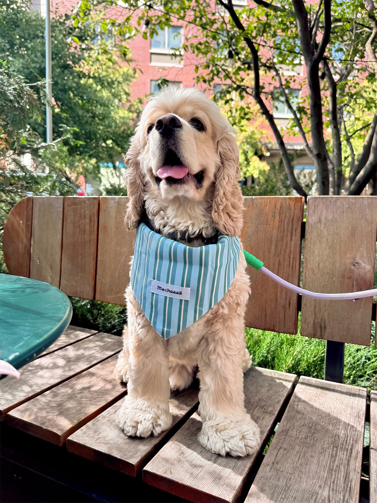 A light cream-colored Cocker Spaniel dog sits on a wooden outdoor bench, wearing a blue and white striped dog bandana with a white brand label that reads 'Mochaaaā'.