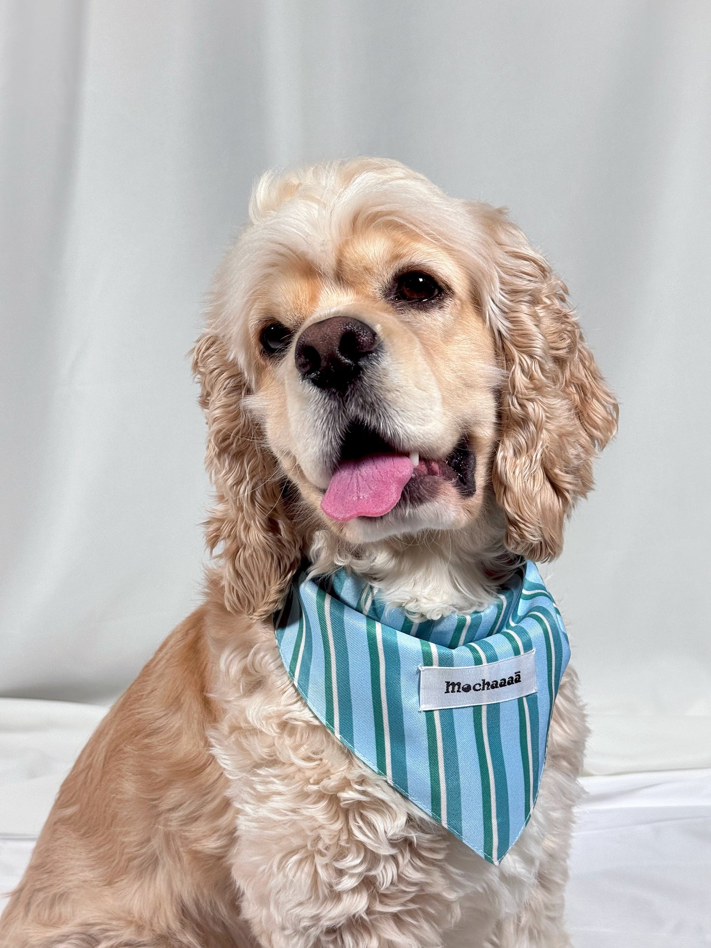 A light brown Cocker Spaniel dog wearing a blue and green striped bandana with a custom name label that reads 'Mechaaā'. The dog is sitting against a white draped fabric background.