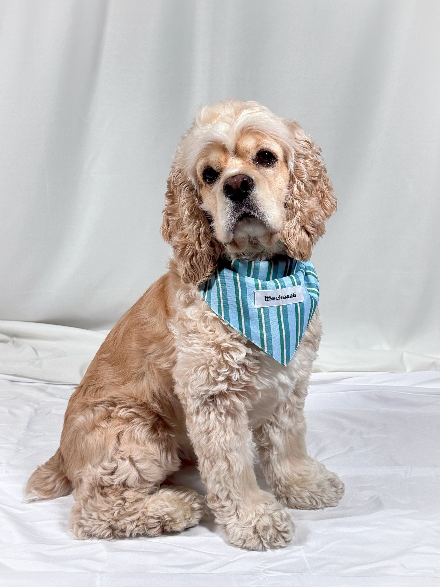 A light brown and cream Cocker Spaniel dog wearing a light blue and white striped bandana with a white name tag that reads 'Mochaaaā'. The dog is sitting on a white fabric backdrop.