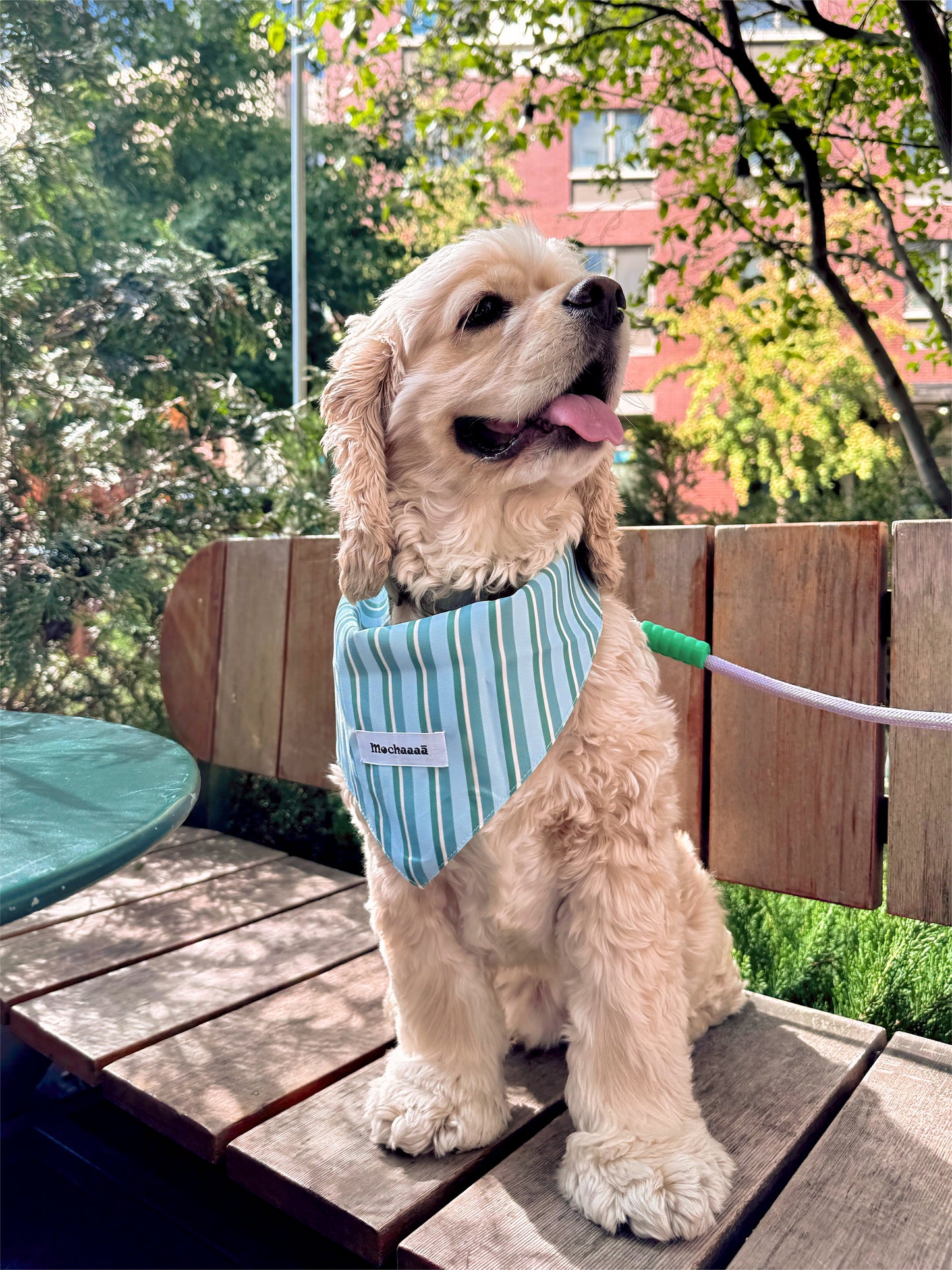 A light cream-colored dog sitting on a wooden bench outdoors, wearing a light blue and white striped pet bandana with a white brand label that reads 'Mochaaaā'.