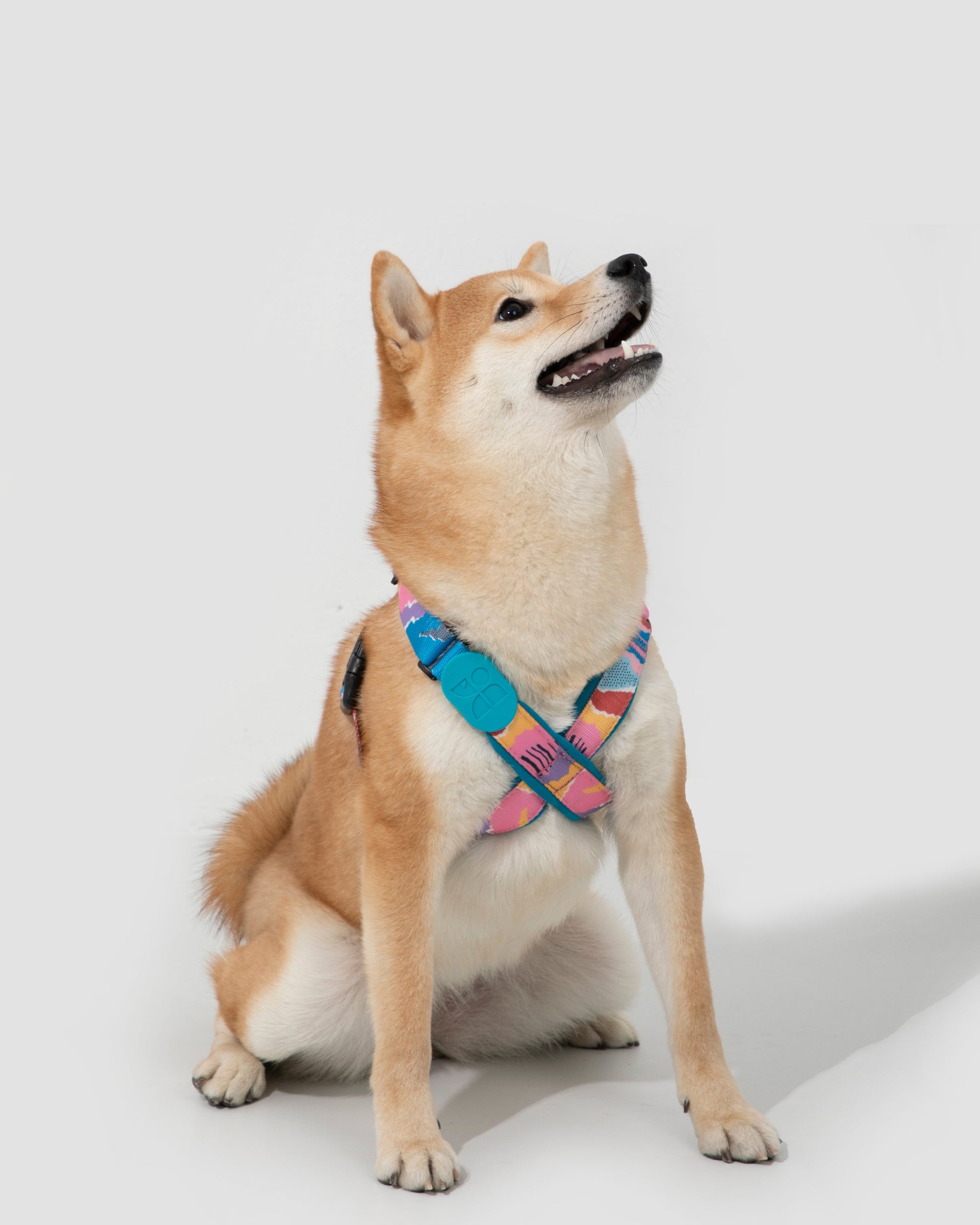 Shiba Inu wearing colorful adjustable dog harness – soft padded chest strap, perfect for small to medium dogs, safe for walking and training