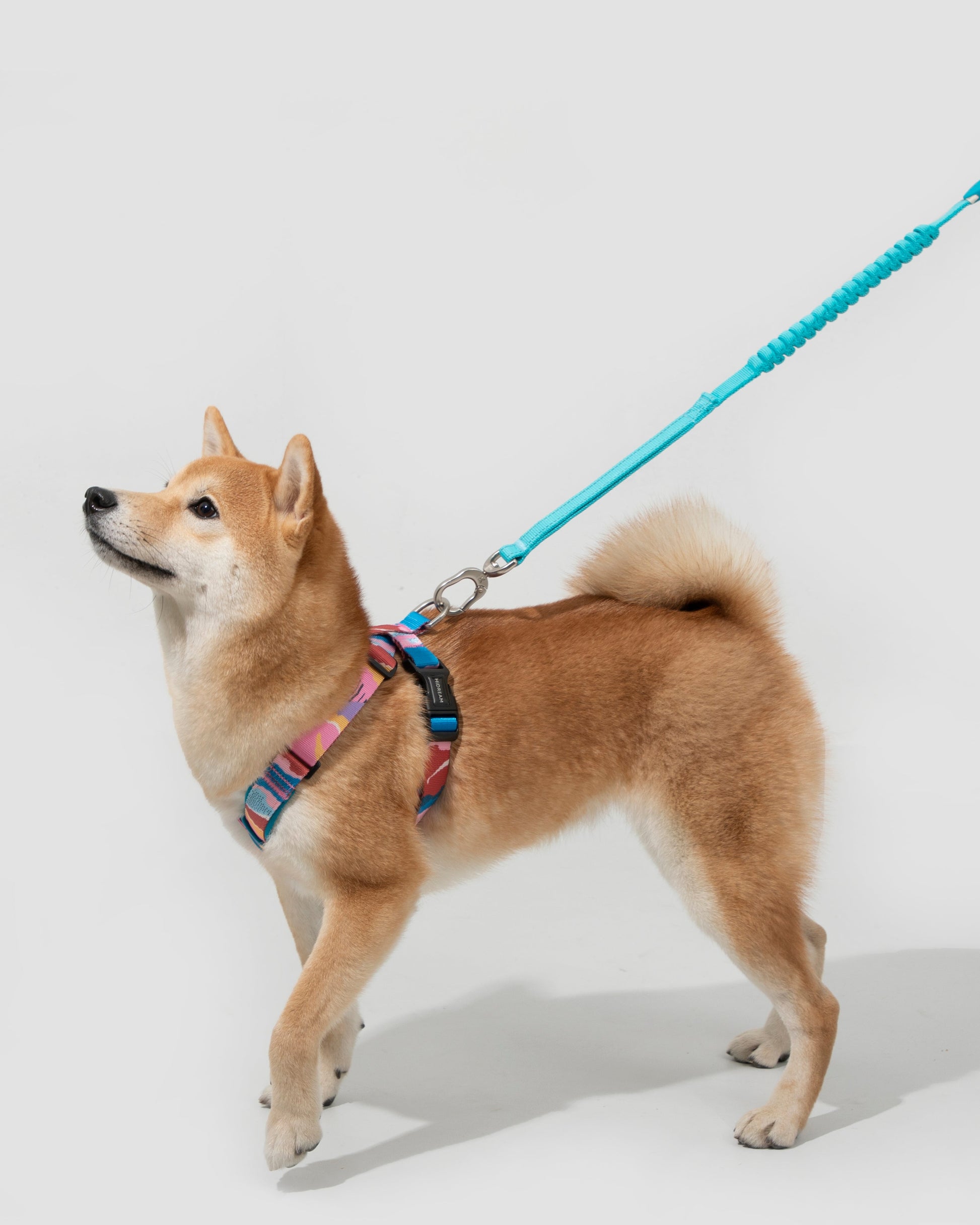 Shiba Inu in colorful no-pull dog harness and shock-absorbing leash – secure fit for walking, padded comfort, adjustable for active pets