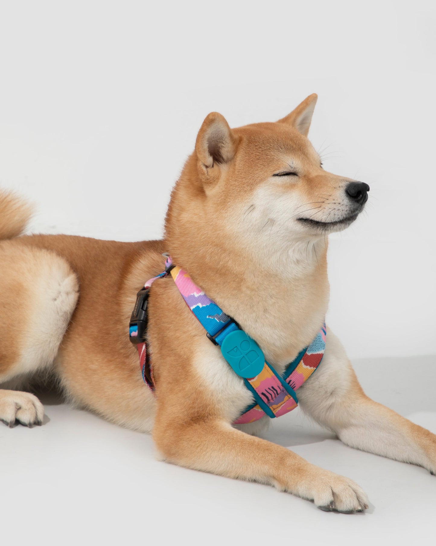 Shiba Inu wearing colorful no-pull dog harness with abstract pattern – adjustable nylon straps and front clip for secure and comfortable walking