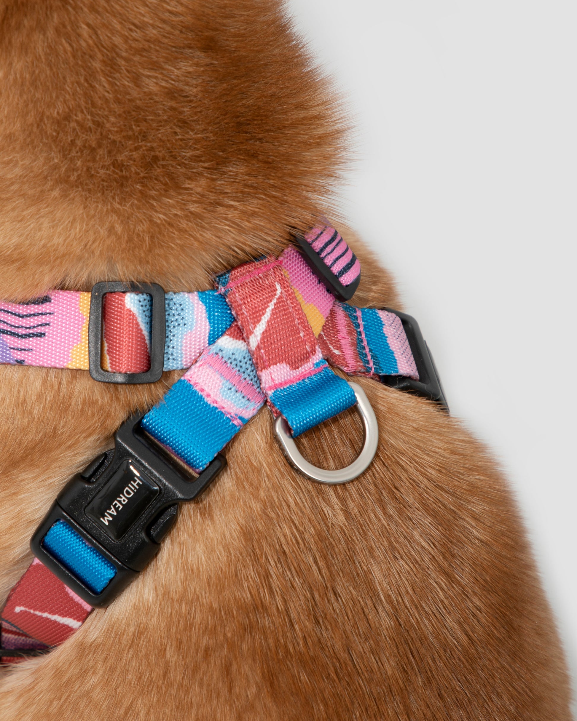 Close-up of colorful no-pull dog harness with D-ring and secure buckle on Shiba Inu – adjustable fit, durable nylon straps for daily walks