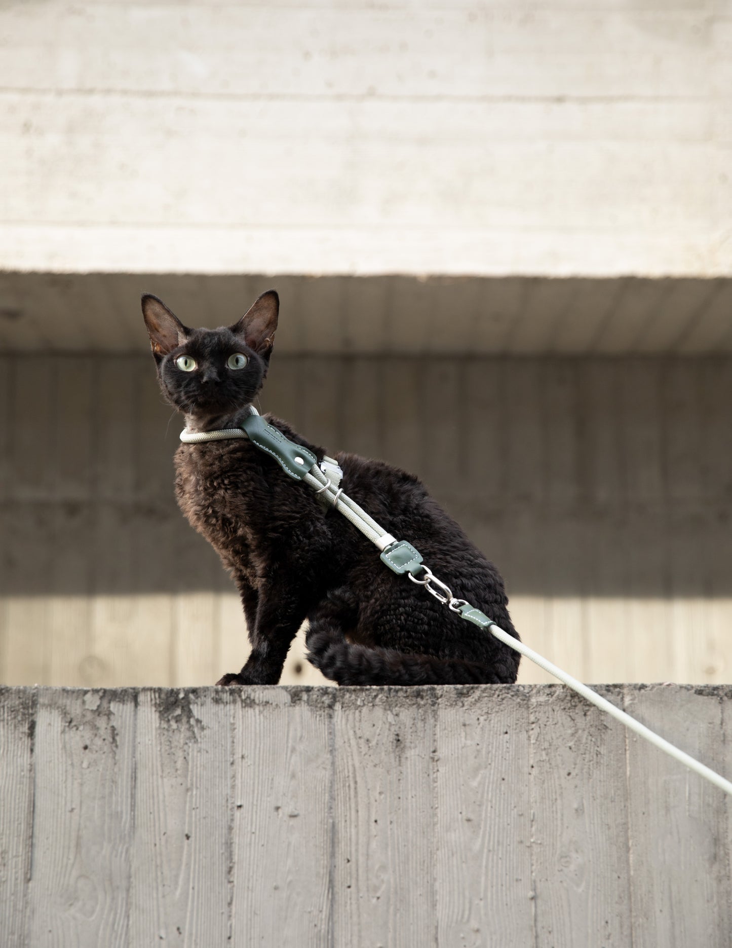 Black cat on a leash sitting on a concrete ledge with a neutral background
